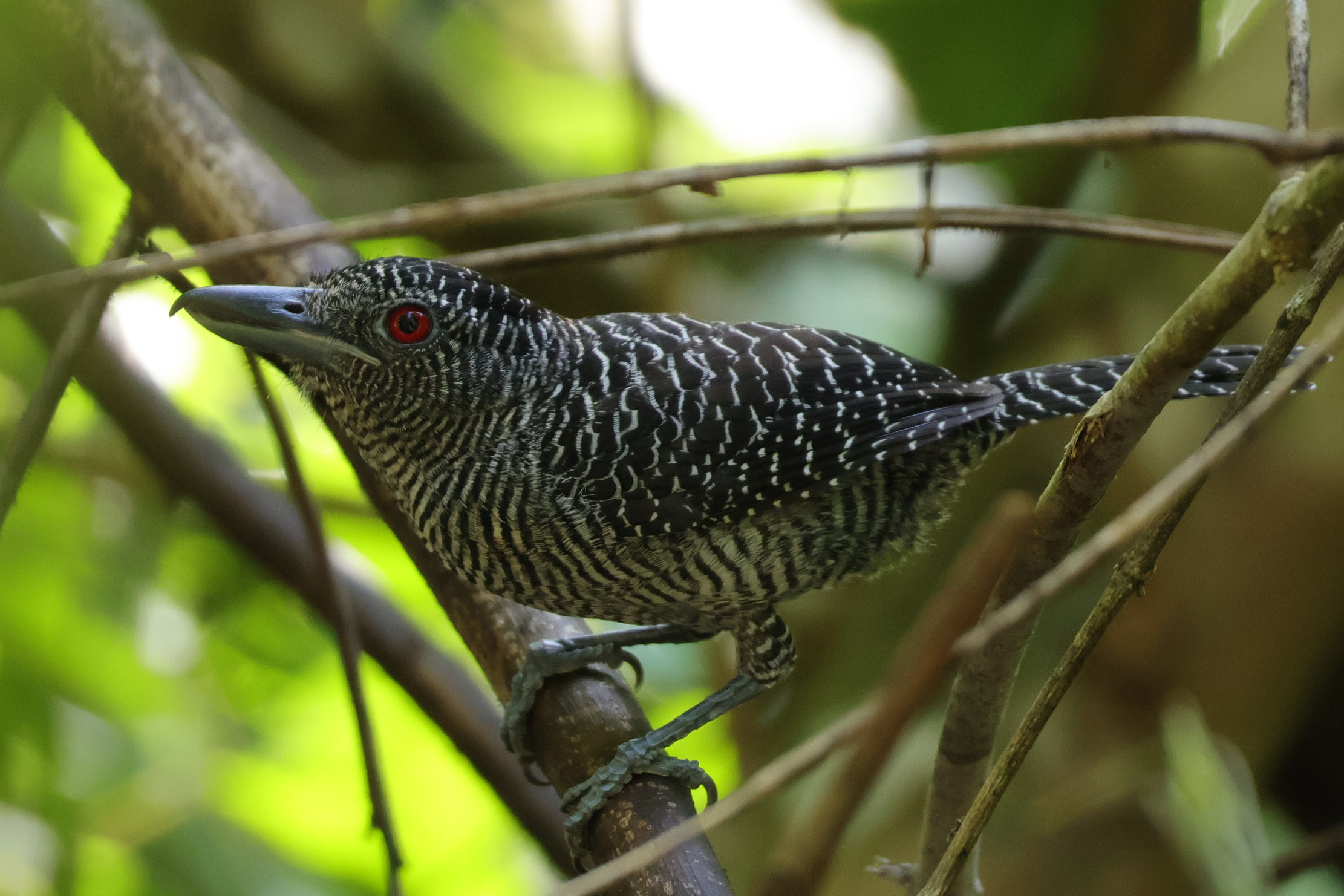 Fasciated Antshrike hím - Gamboa