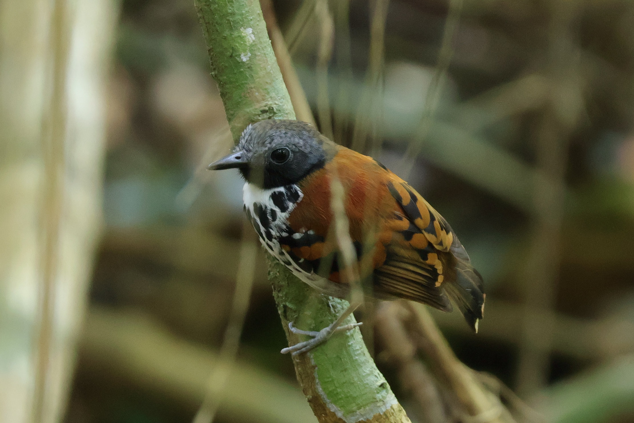 Nagyon szép kis hangyászmadár a Spotted Antbird - Gamboa