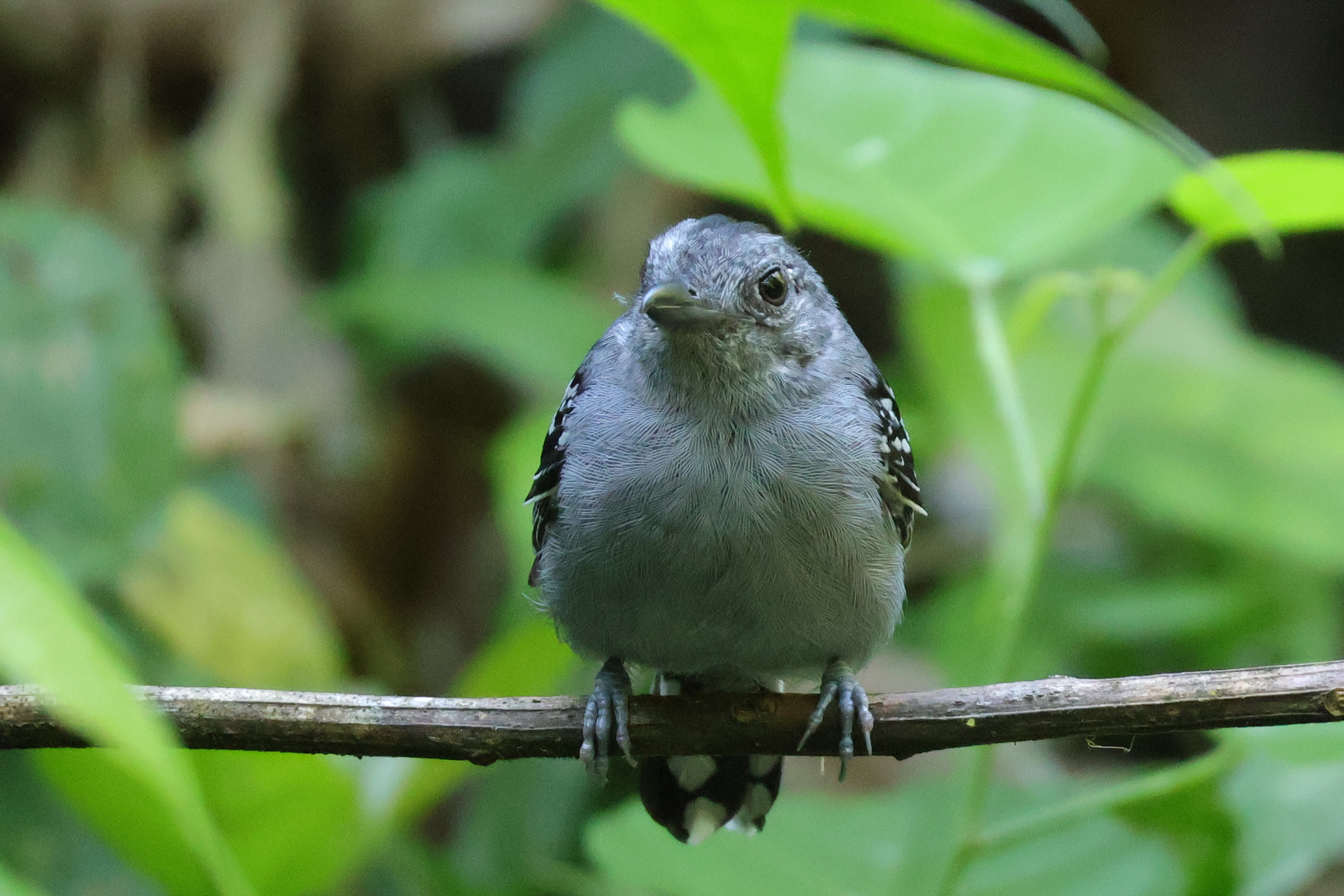 Nagyon gyakori és mindenhol ott van a Black-crowned Antshrike, bár nem olyan könnyű jól látni - Gamboa