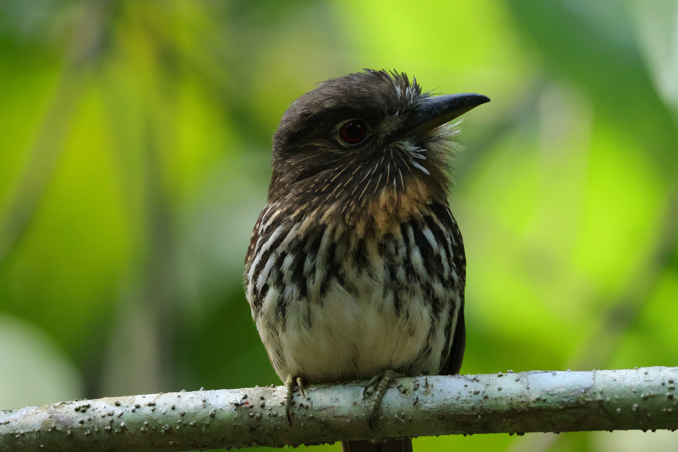 A puffbird-ök közül sokan trükkösek, szerencsére a White-whiskered Puffbird-del nem ez a helyzet - Gamboa