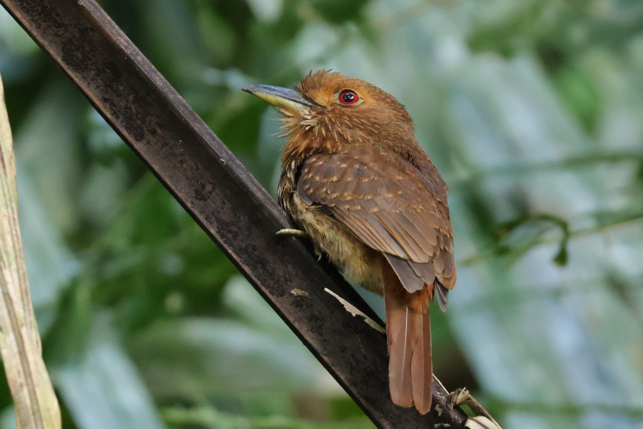 Itt a fiatal - Gamboa