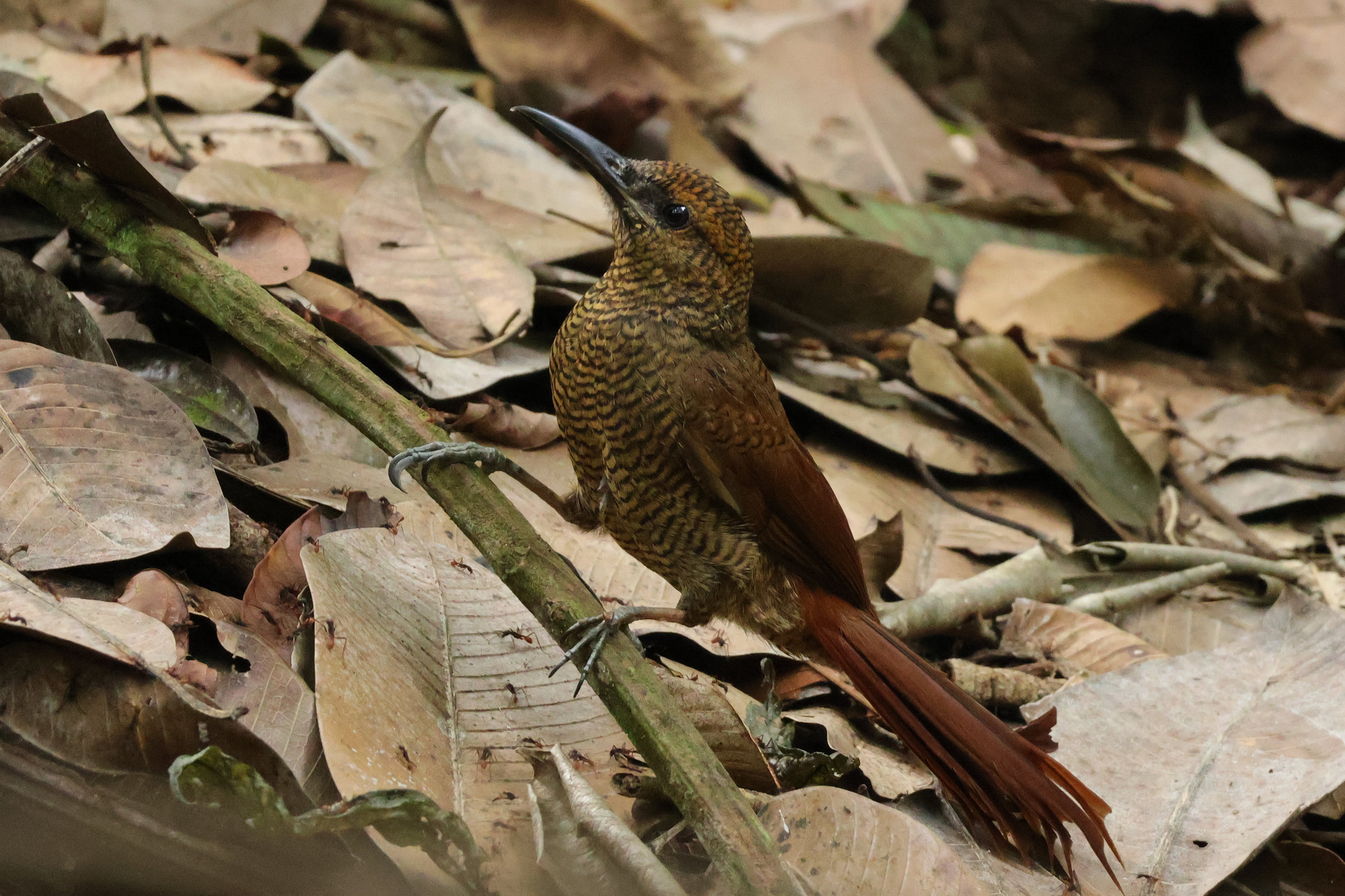 Egy hangya kiáramláson kajál a Northern Barred Woodcreeper - Gamboa