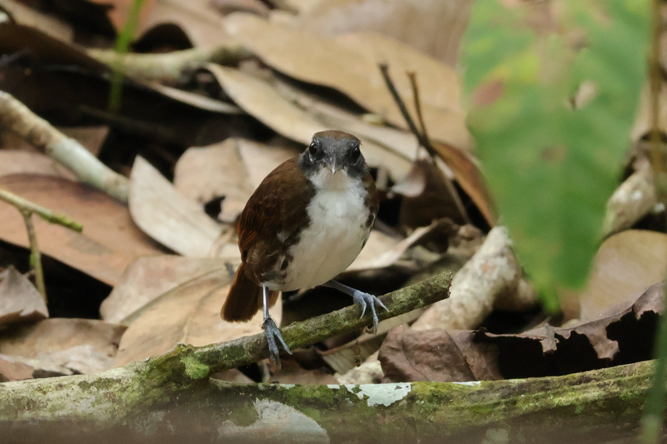 Itt szemből - Gamboa
