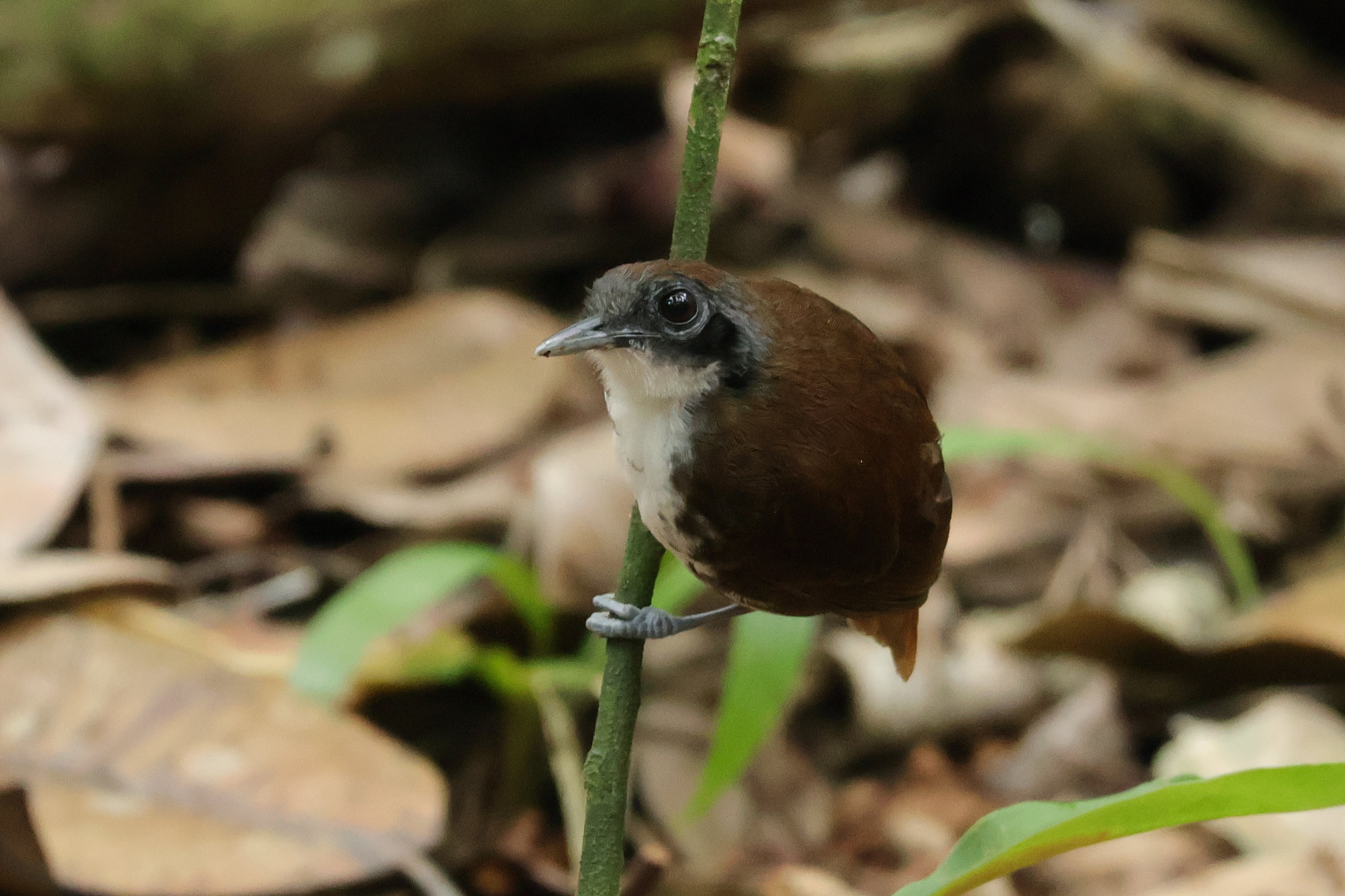 és a Bicolored Antbird - Gamboa