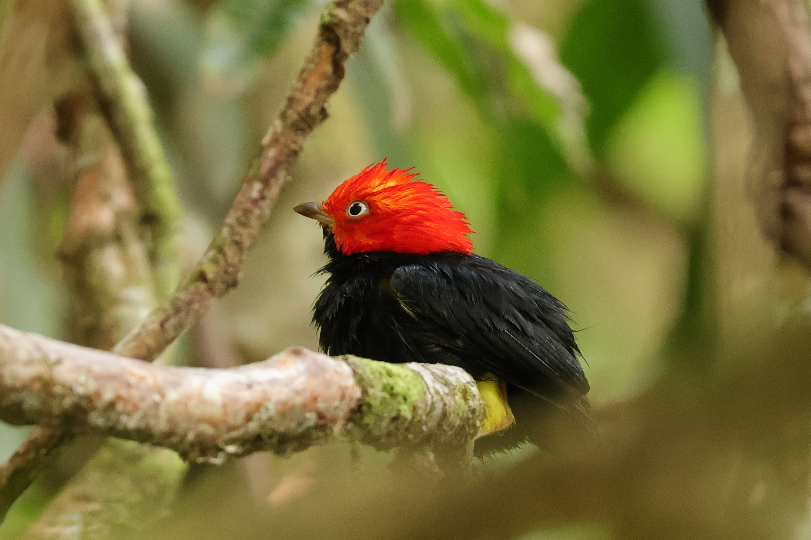 Ázott Red-capped Manakin. Ez az a madár, amelyik udvarláskor a Michael Jacksonos moonwalkot csinálja - Nusugandi