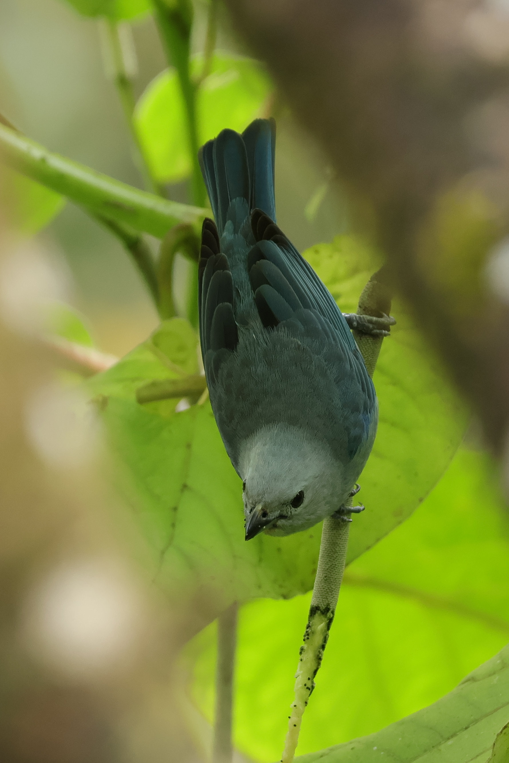 Mindnehol nagyon gyakori tangara a Blue-Gray Tanager. Itt morcos arccal, fejjel lefelé - Nusugandi