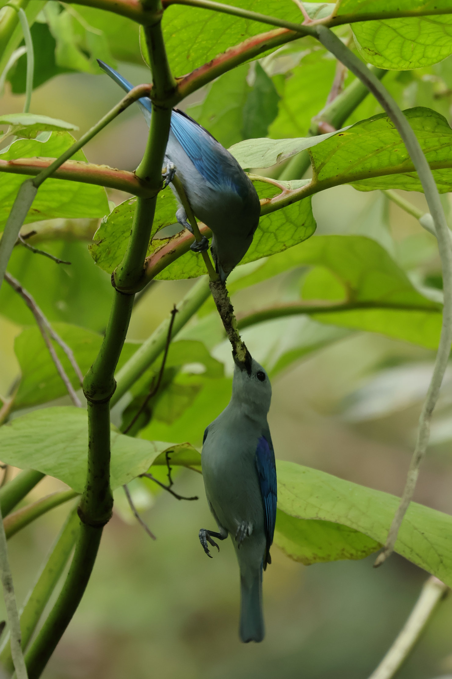 Itt meg szerintem az egyik nyakra gyúr vagy csőrre - Nusugandi