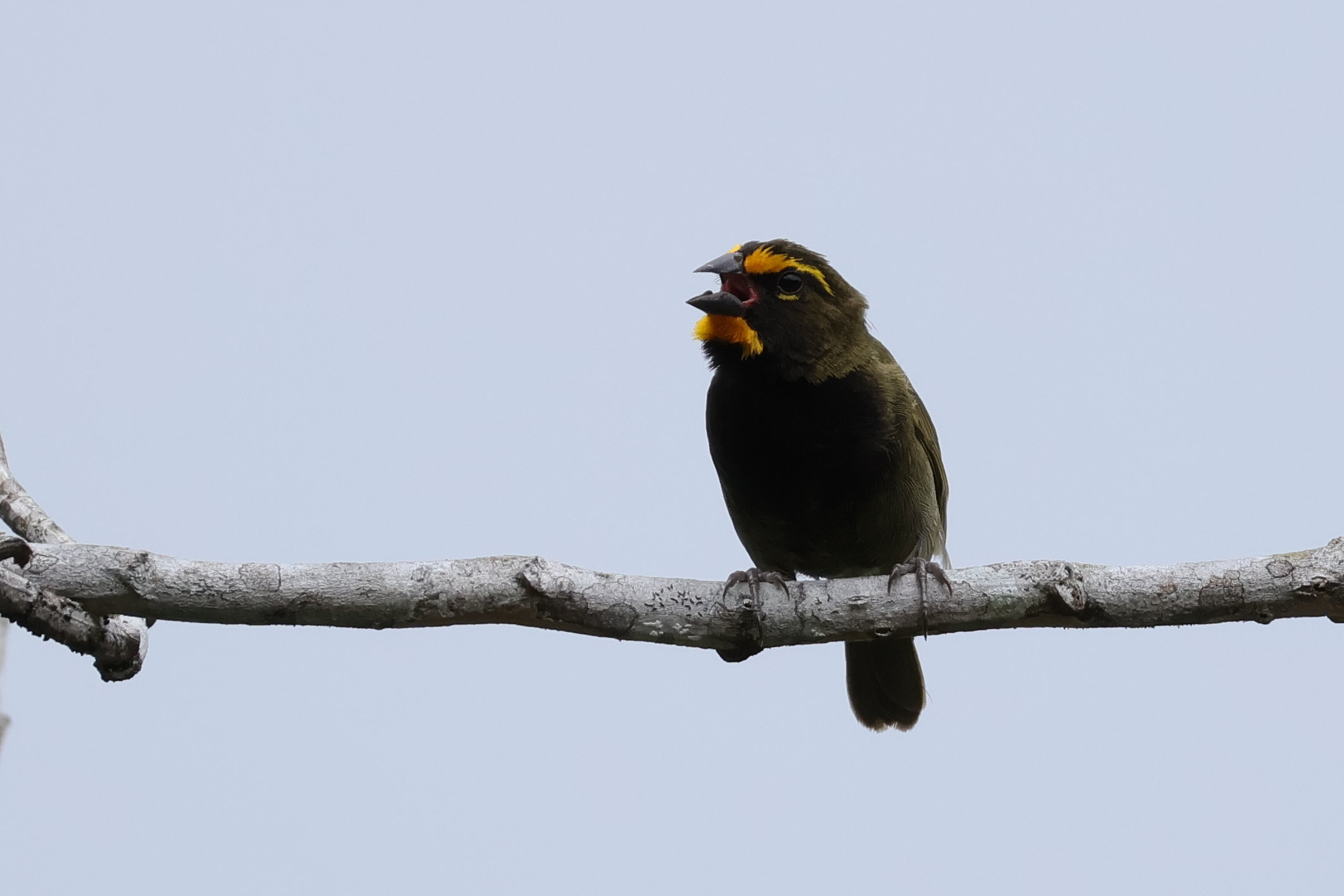 Yellow-faced Grassquit énekel - Nusugandi