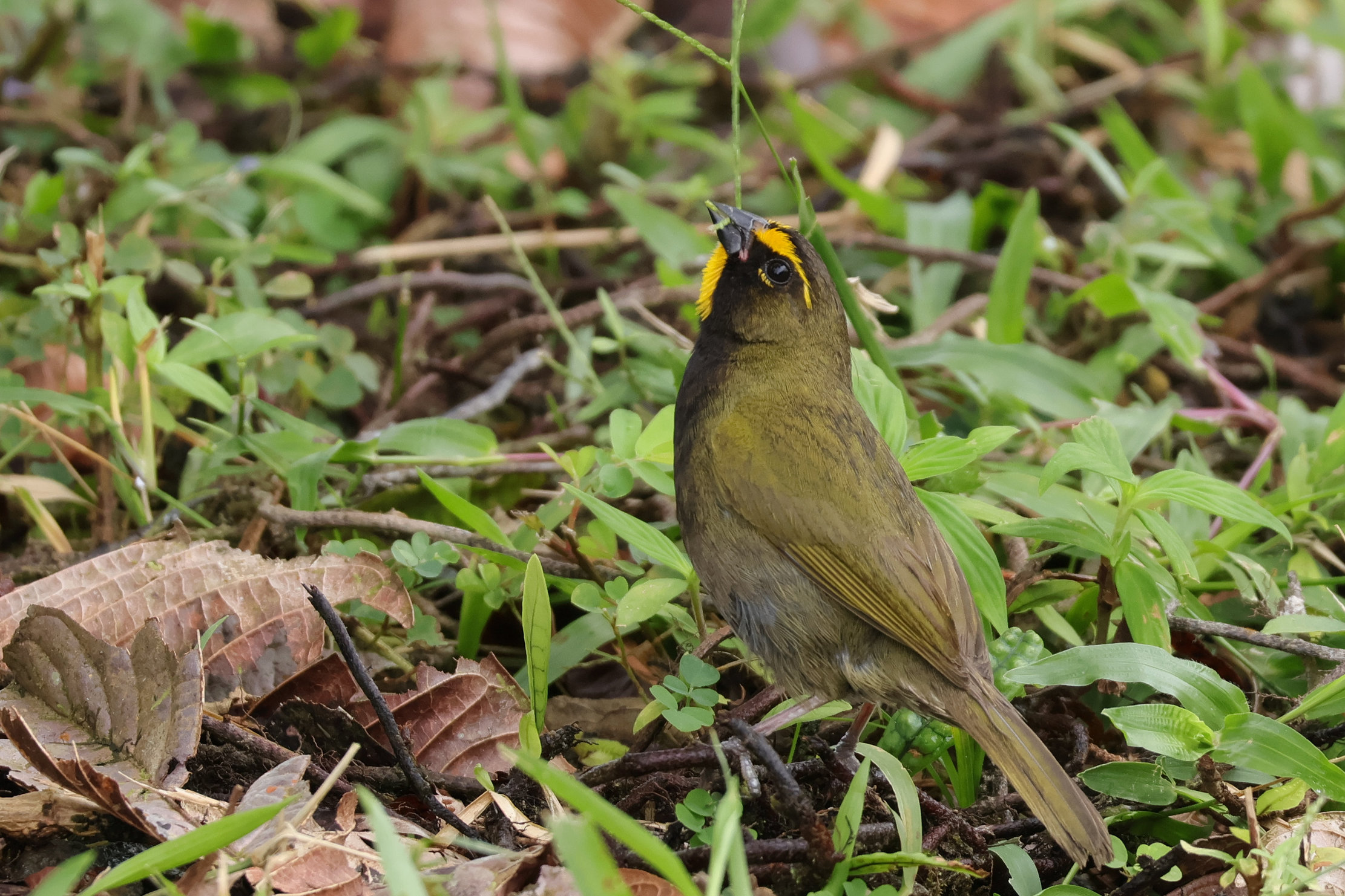 Itt meg fűmagot csipeget - Nusugandi