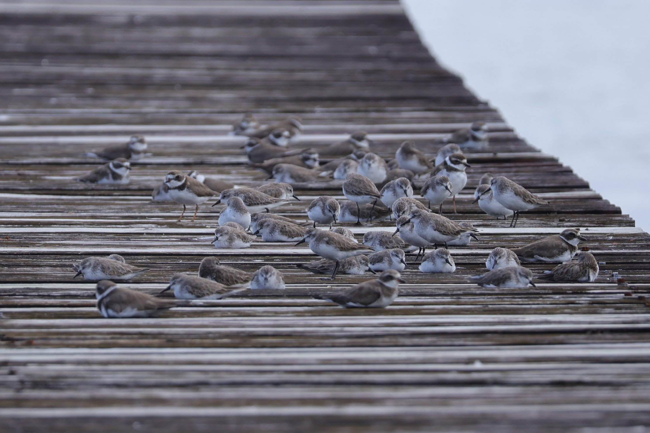 Bocasban sok partimadár telel. Az apályokra várva például elhagyott mólókon pihennek - Bocas