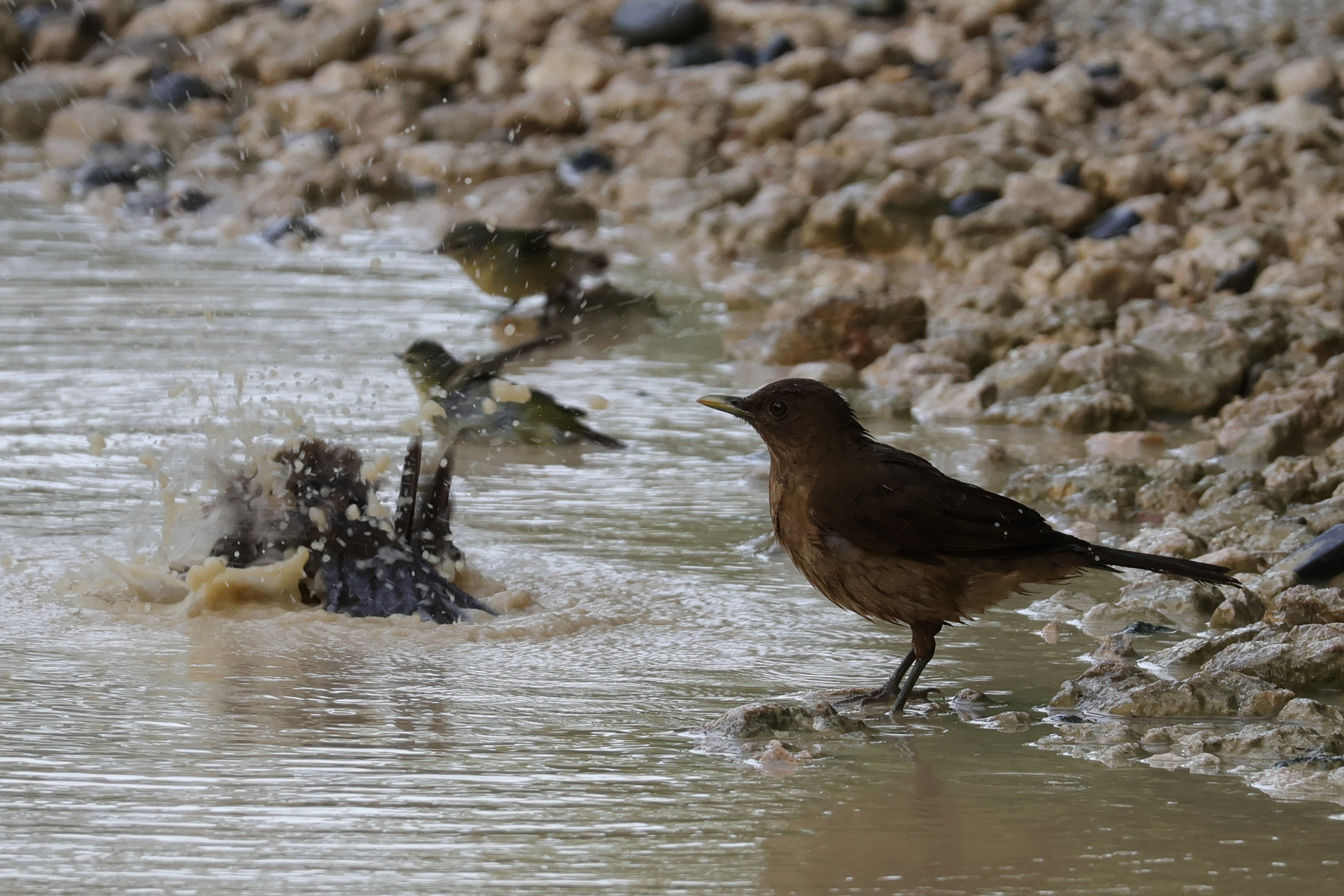 Eső után kialakult közfürdő - Bocas