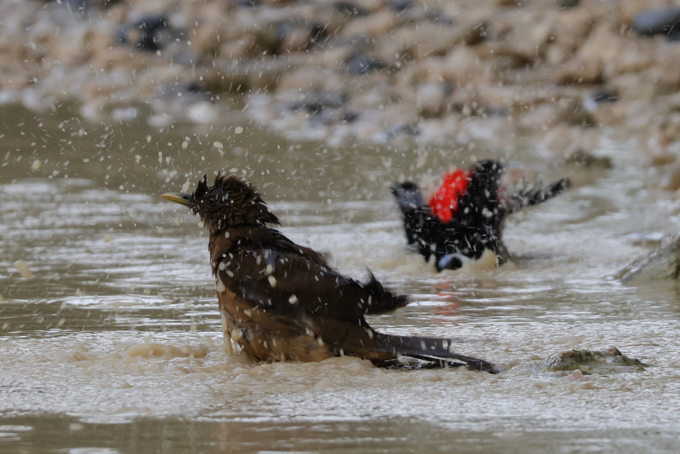 Nagyon fürdenek, itt egy Crimson-rumped Tanager is csatlakozott a rigóhoz - Bocas