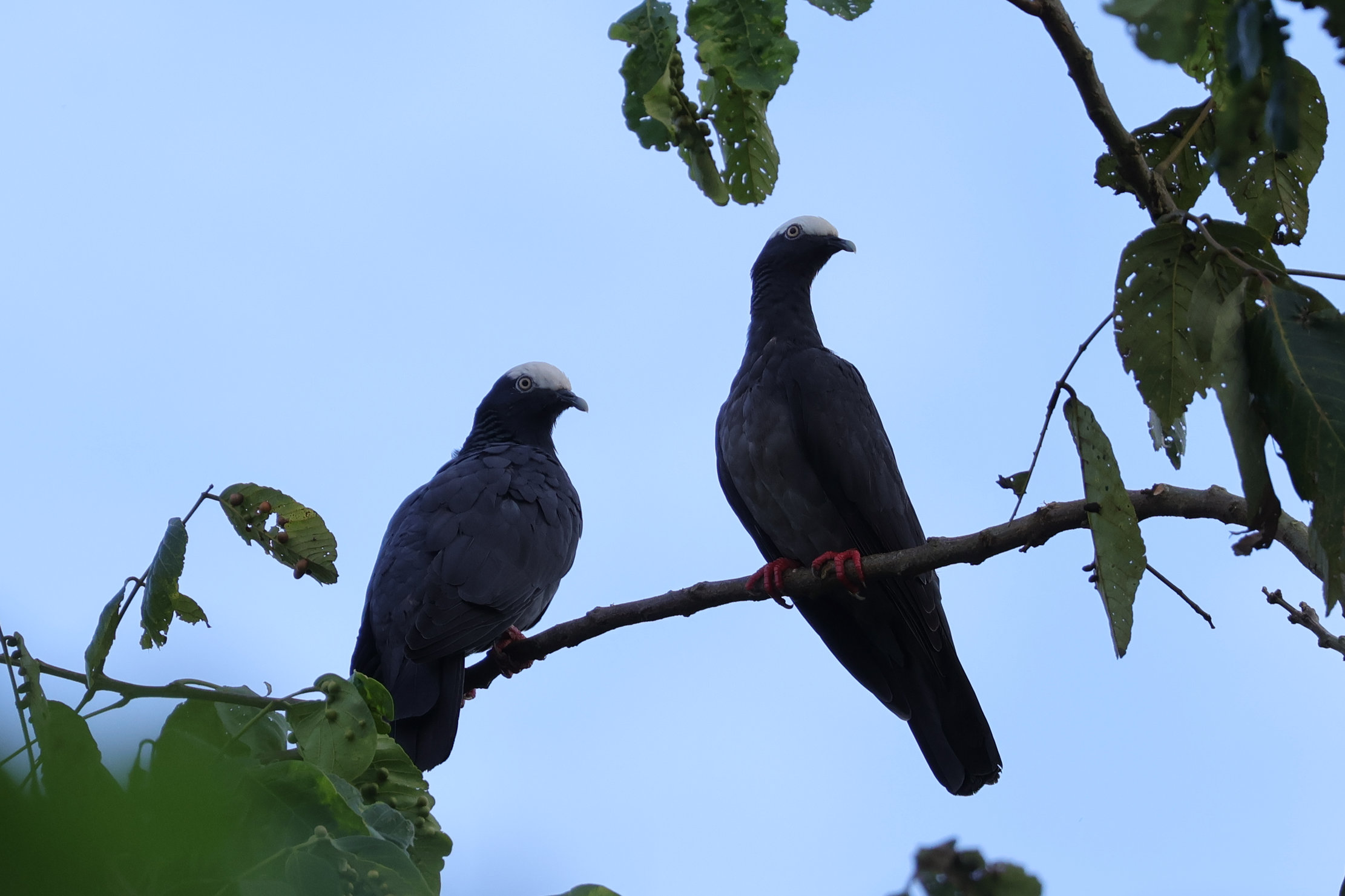 Szép kis galamb a White-crowned Pigeon - Bocas