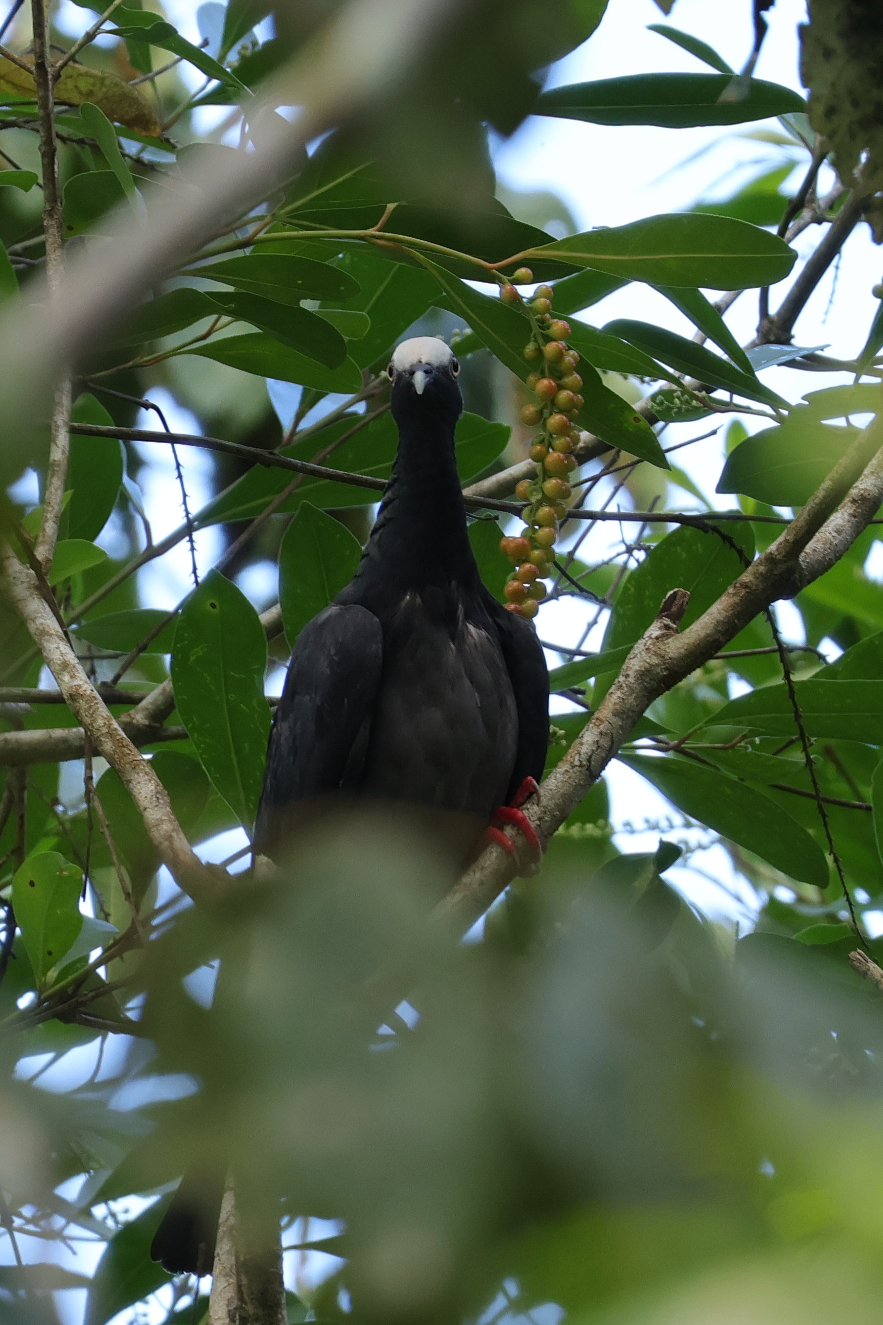 Szemből meg vicces - Bocas