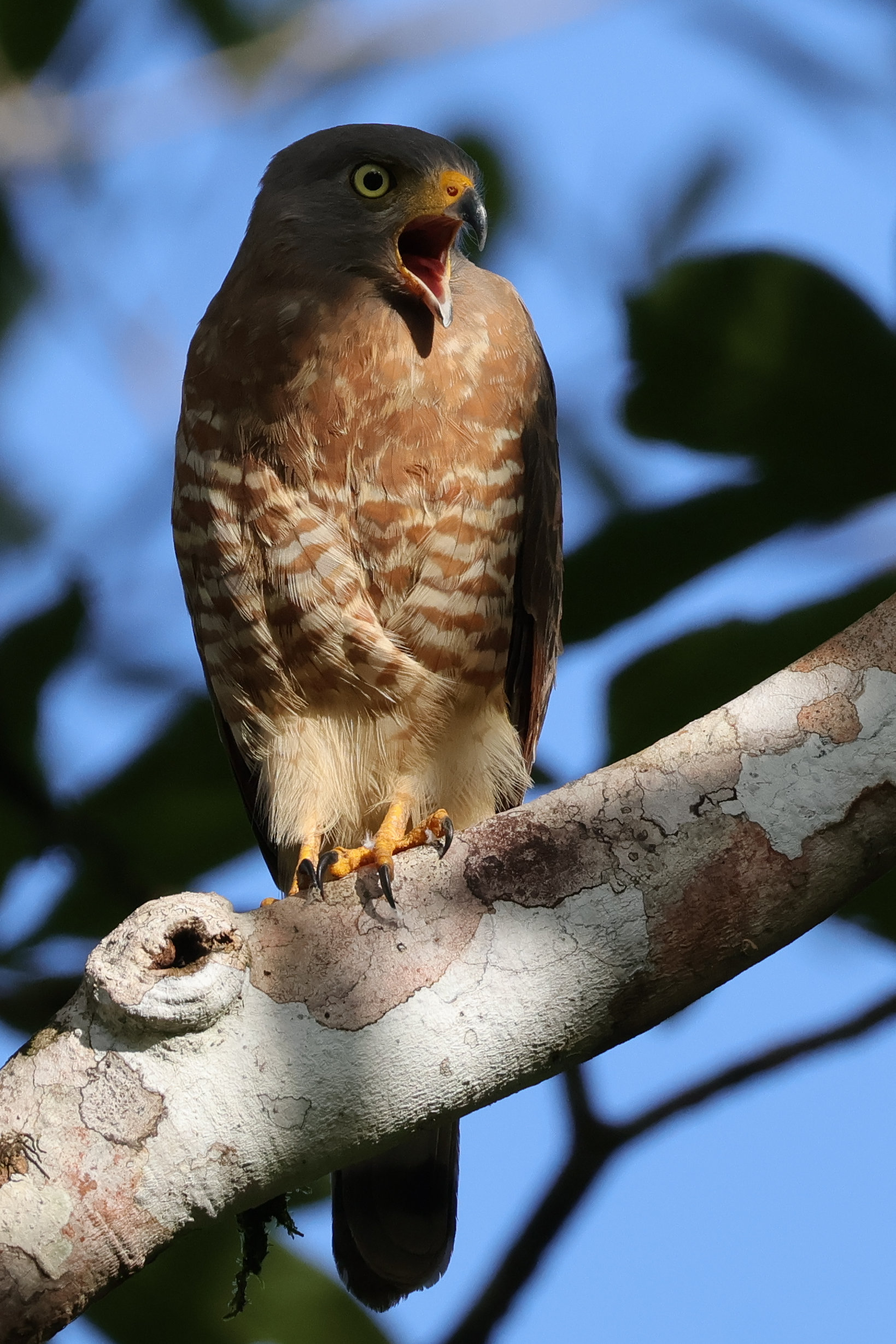 Latin-Amerikában talán a leggyakoribb ragadozó, még a neve alapján is a Roadside Hawk üvölt - Bocas