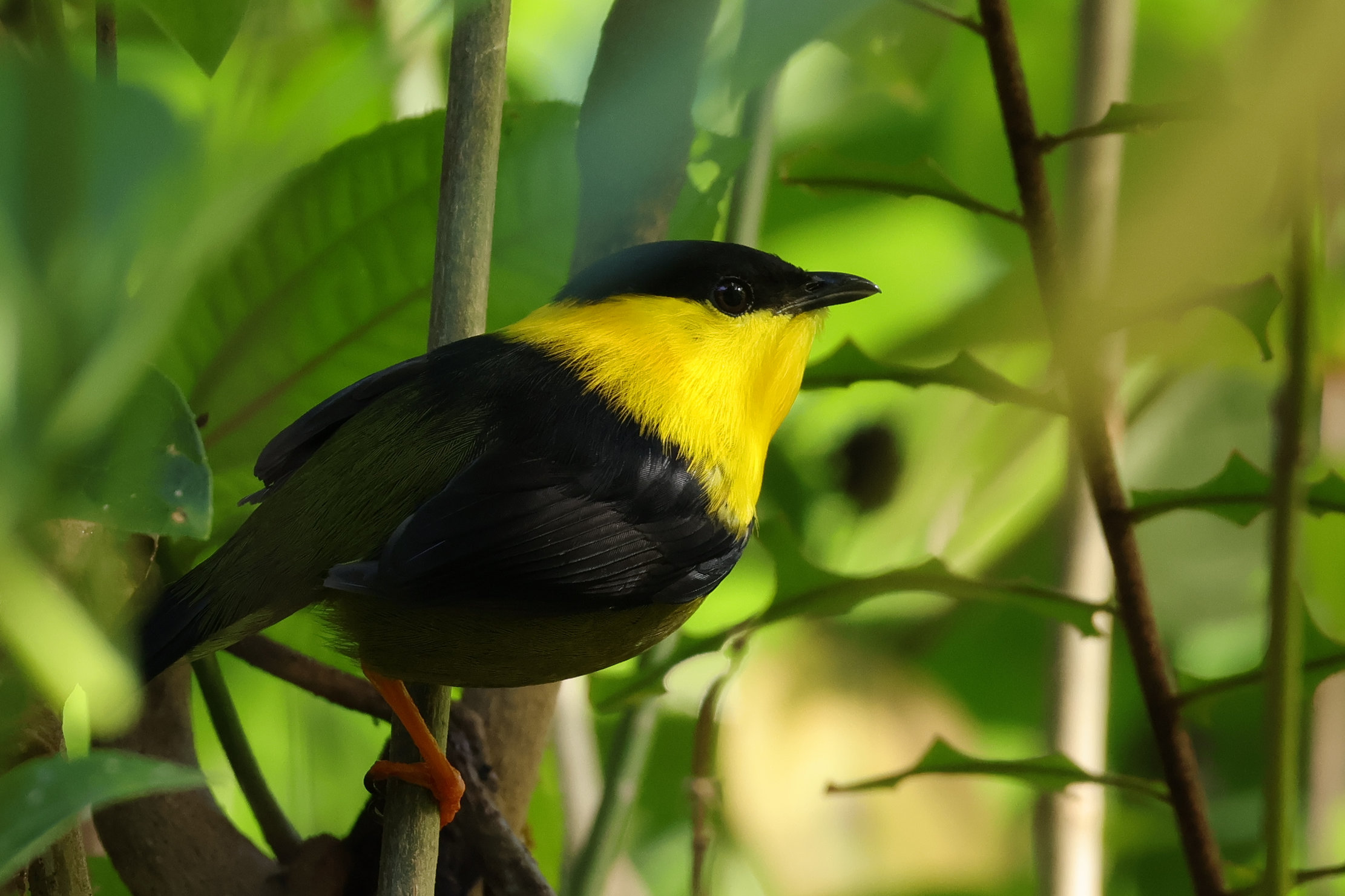 Golden-collared Manakin - Bocas