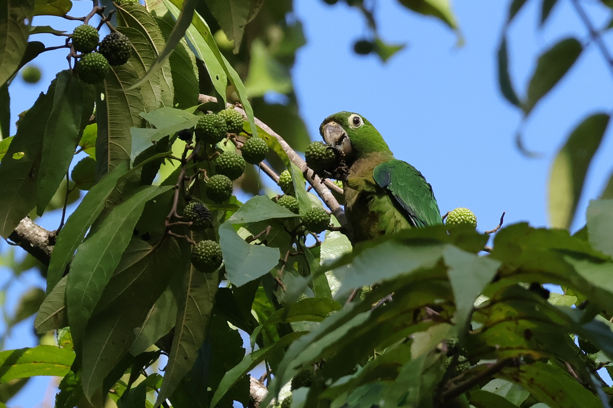 Olive-throated Parakeet kajál - Bocas