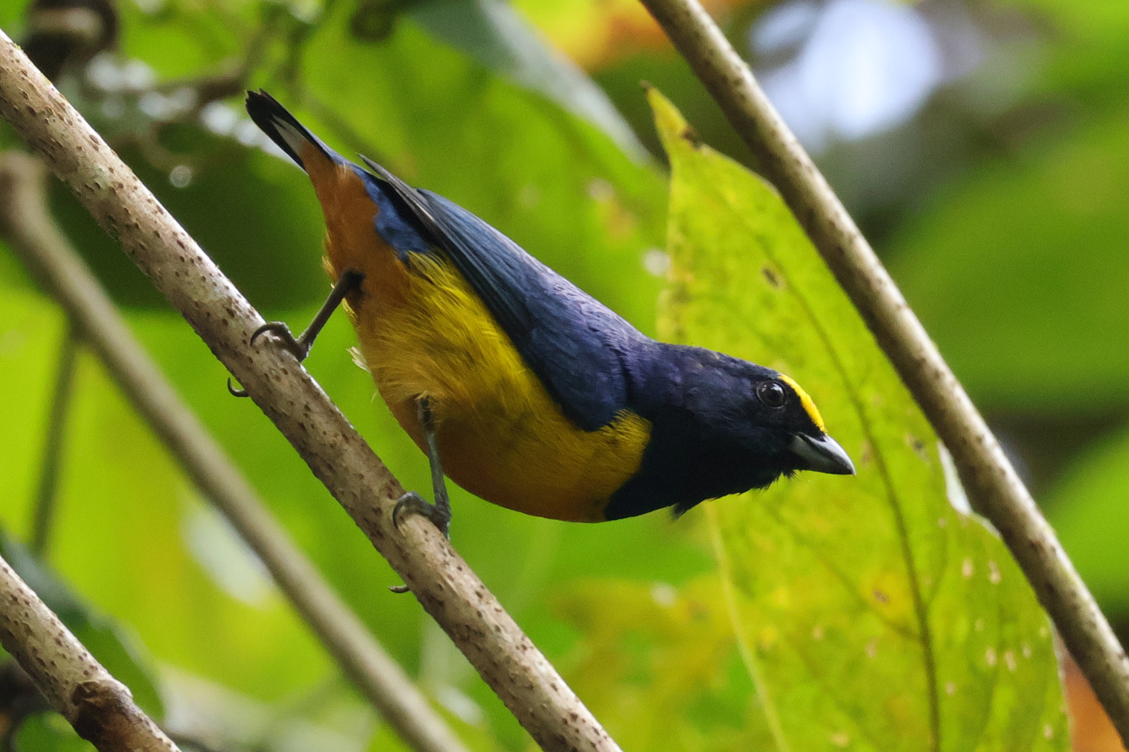 Apró, de mutatós Rufous-vented Euphoia hím - Panamaváros