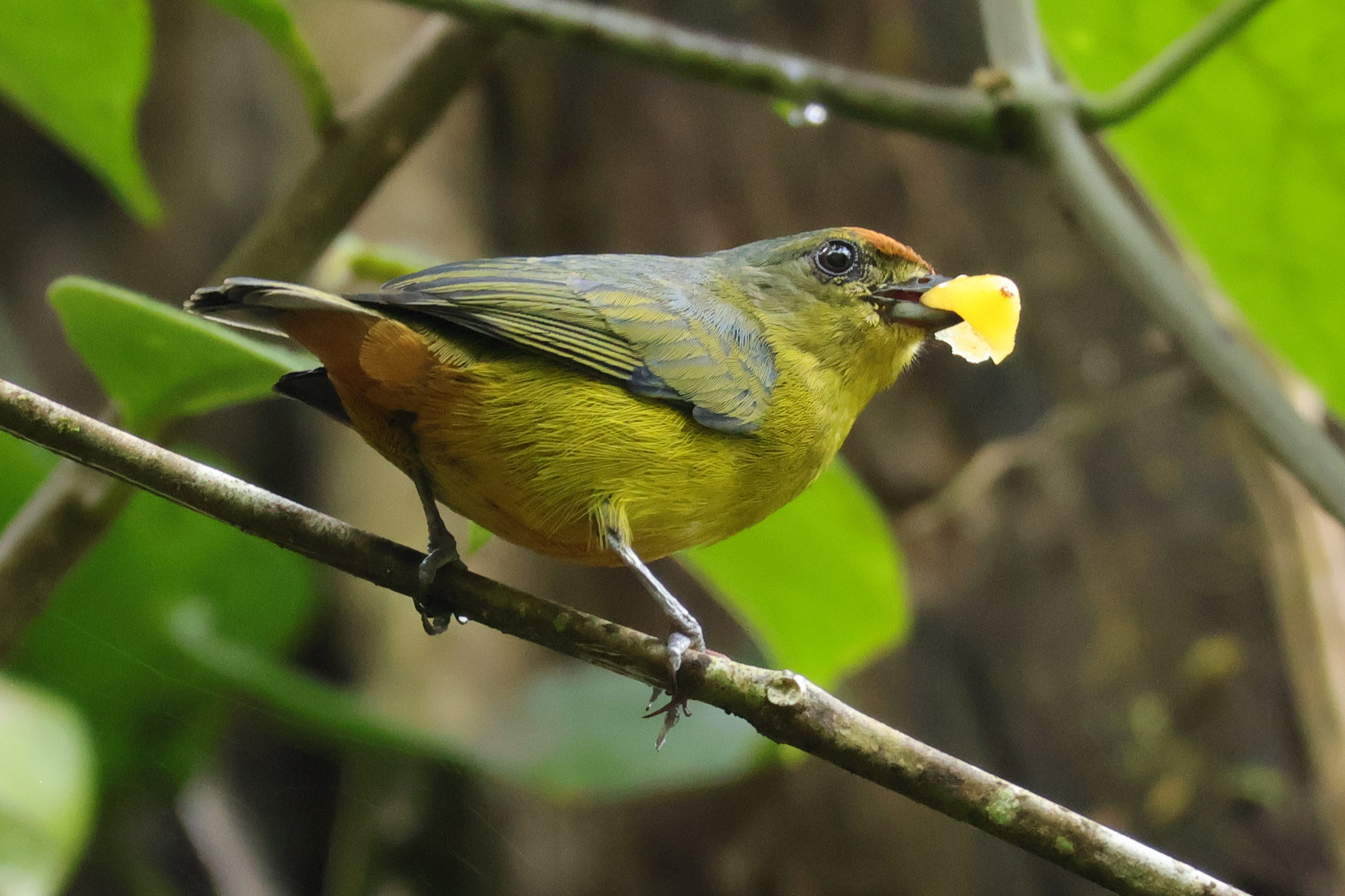 és tojó zsákmánnyal - Panamaváros