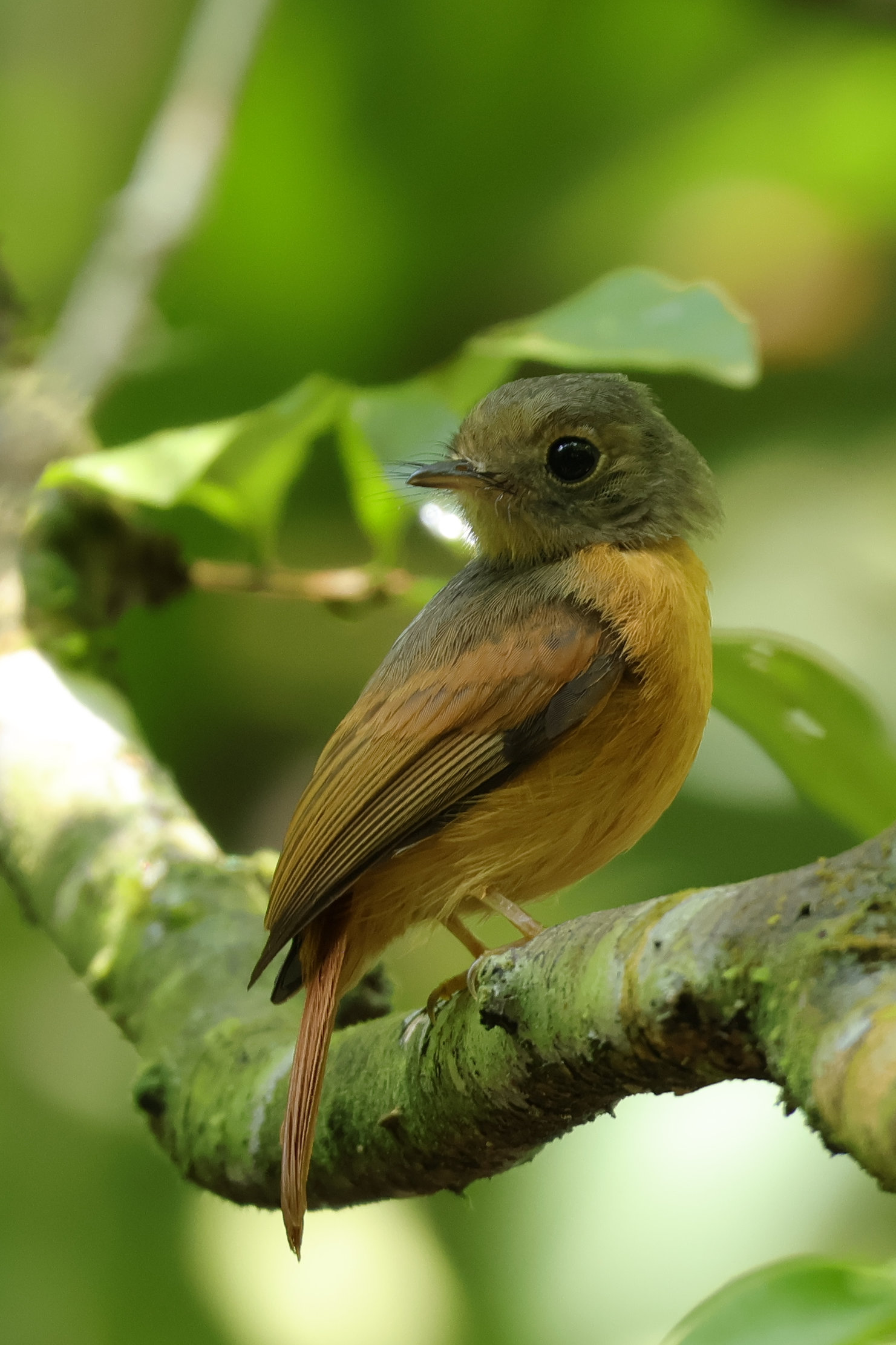 Kedves tekintetű Ruddy-tailed Flycatcher - Nusugandi