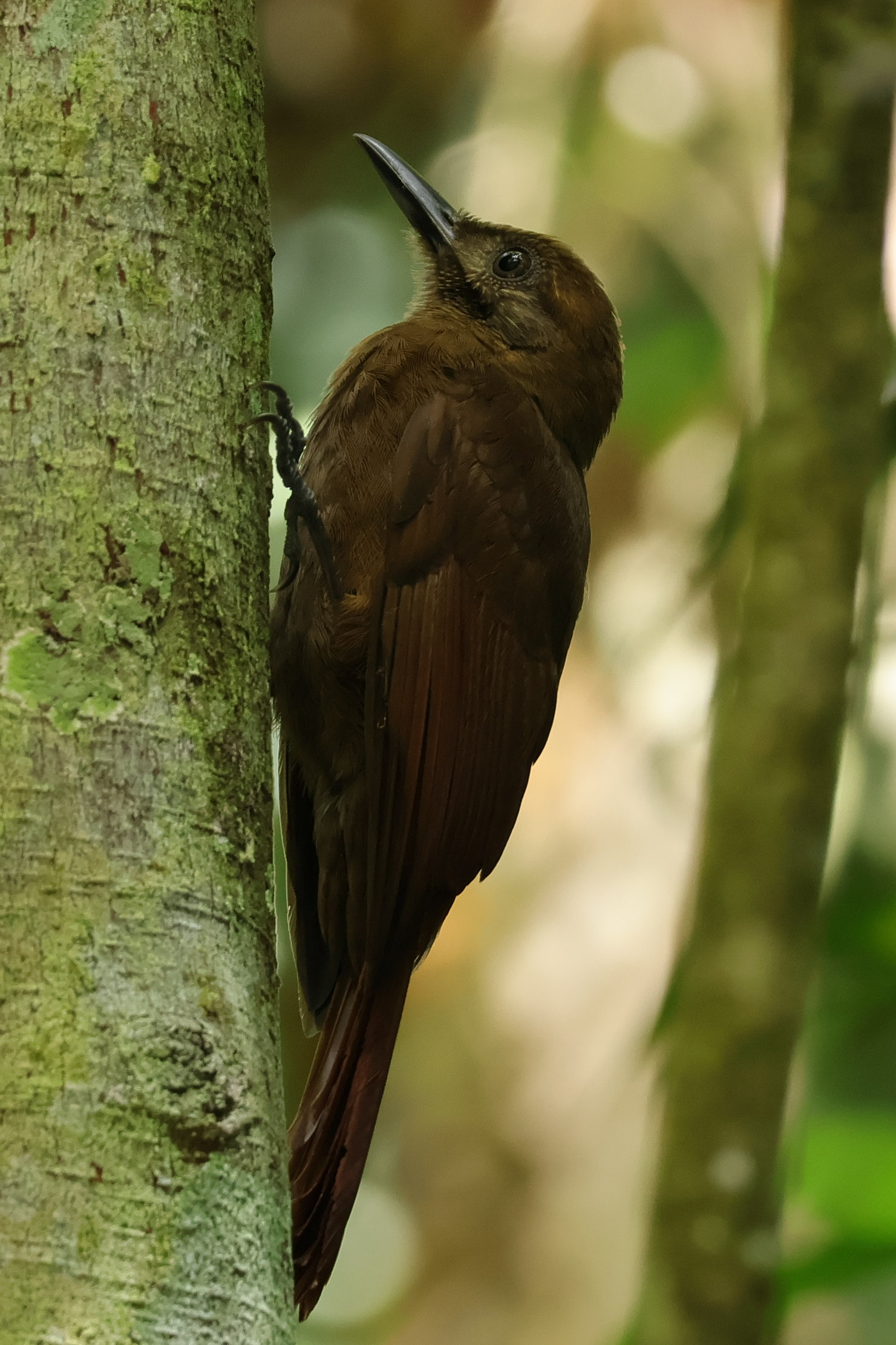 Plain-brown Woodcreeper - Nusugandi