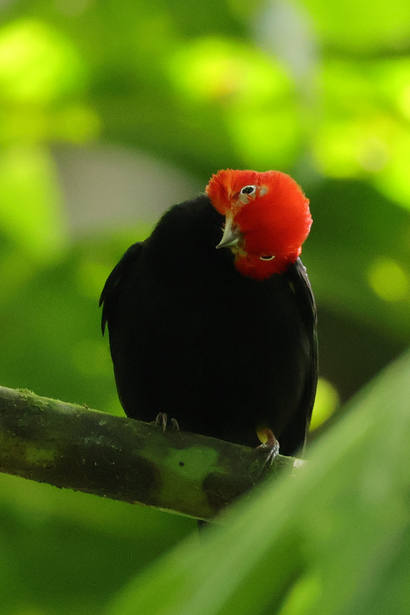  Itt engem méreget - Nusugandi