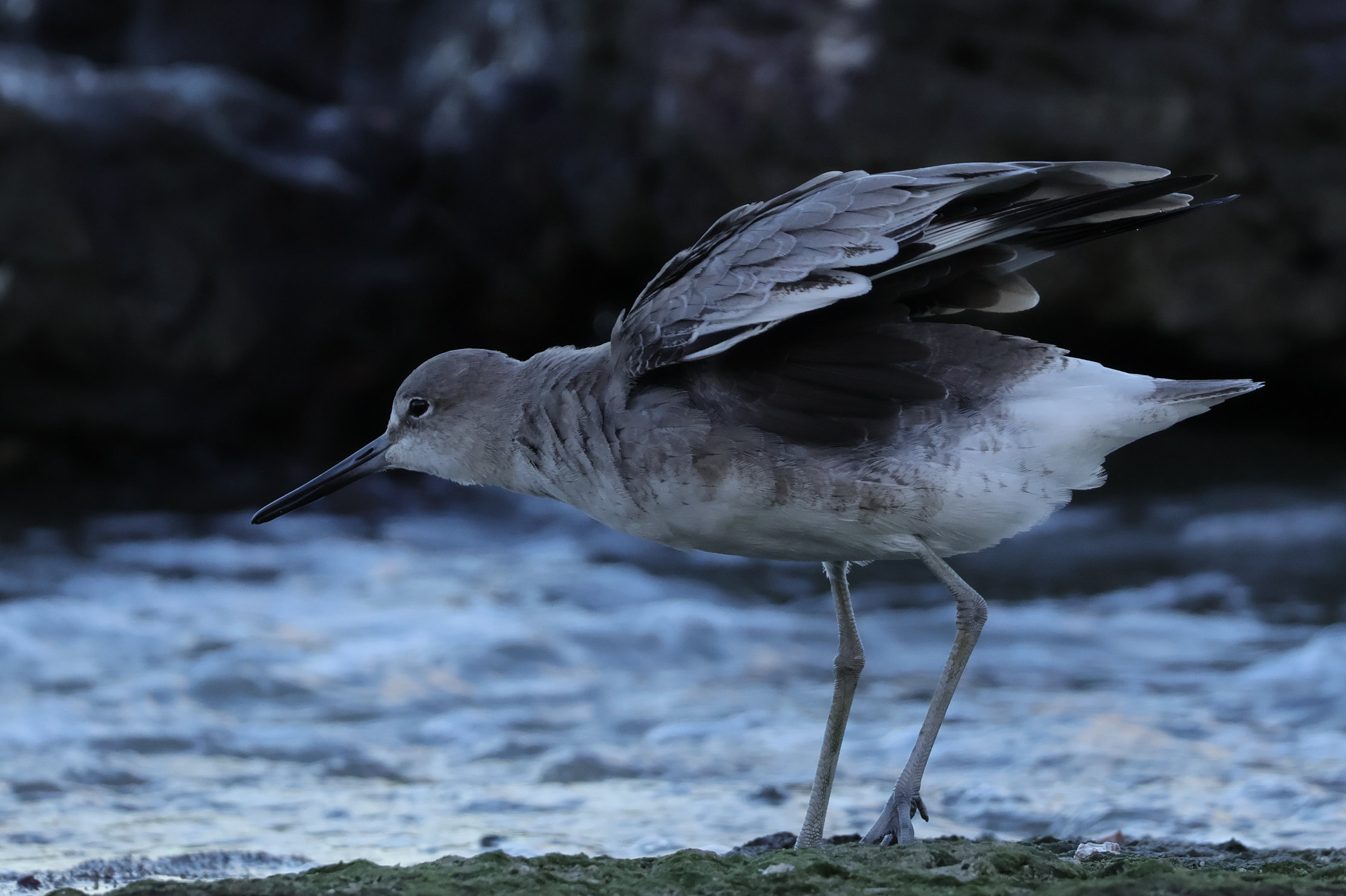 Panamvárosban a dagály és apály között több métert is változik a tengerszint. Apálykor hatalmas területek kerülnek felszínre, ami a telelő és vonuló partimadaraknak terülj-terülj asztalkám, úgyhogy jó sok is van belőlük. <br />ő a lármás cankó - Panamaváros
