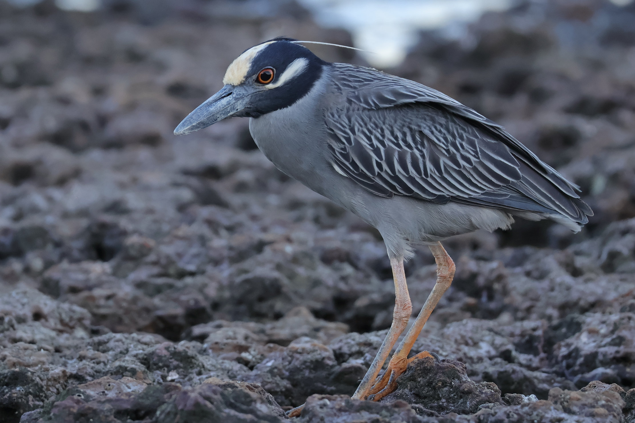 Yellow-crowned Night-Heron, a mi bakcsónk közeli rokona - Panamaváros