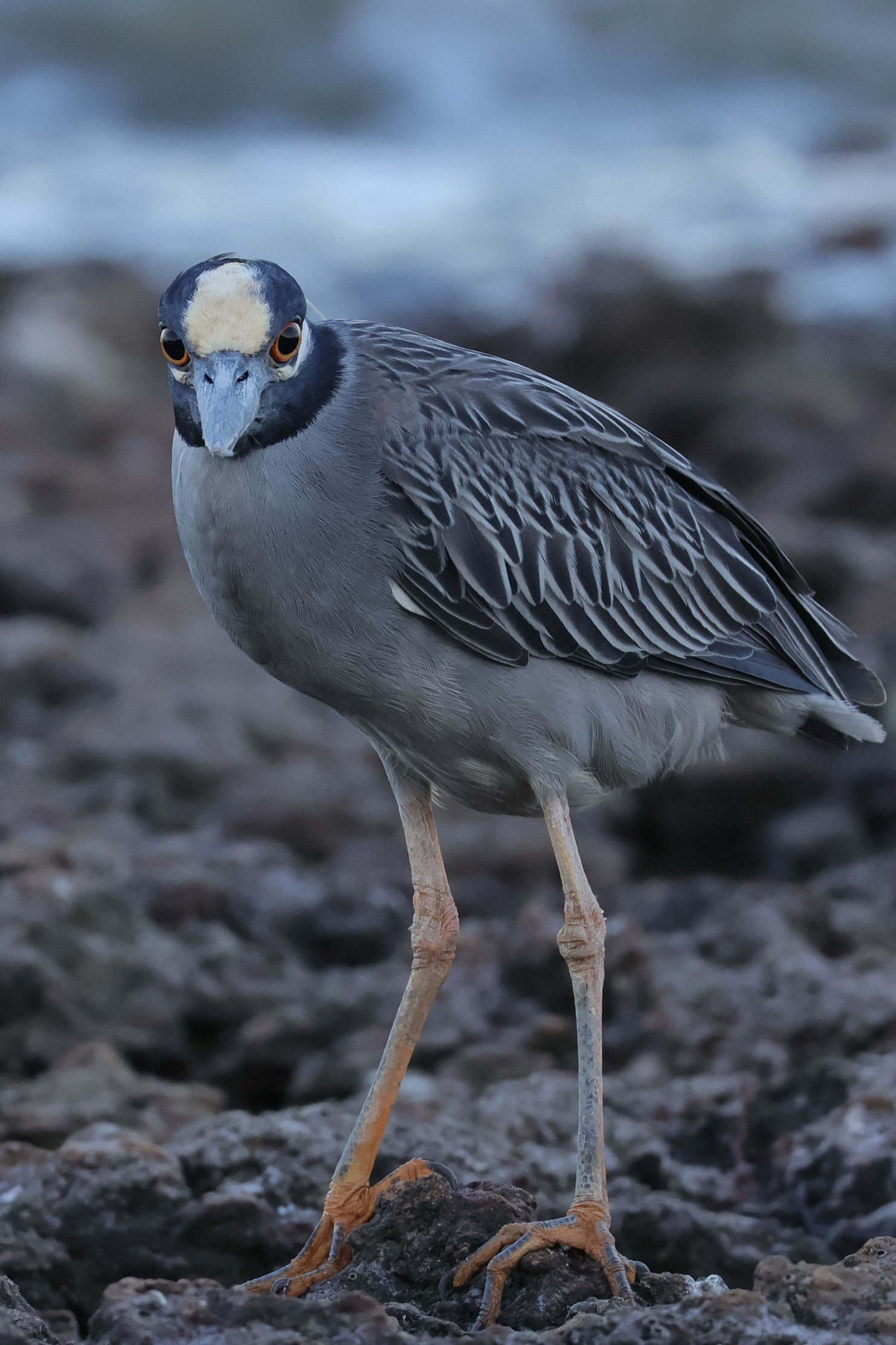 Szemből ez is mókás - Panamaváros