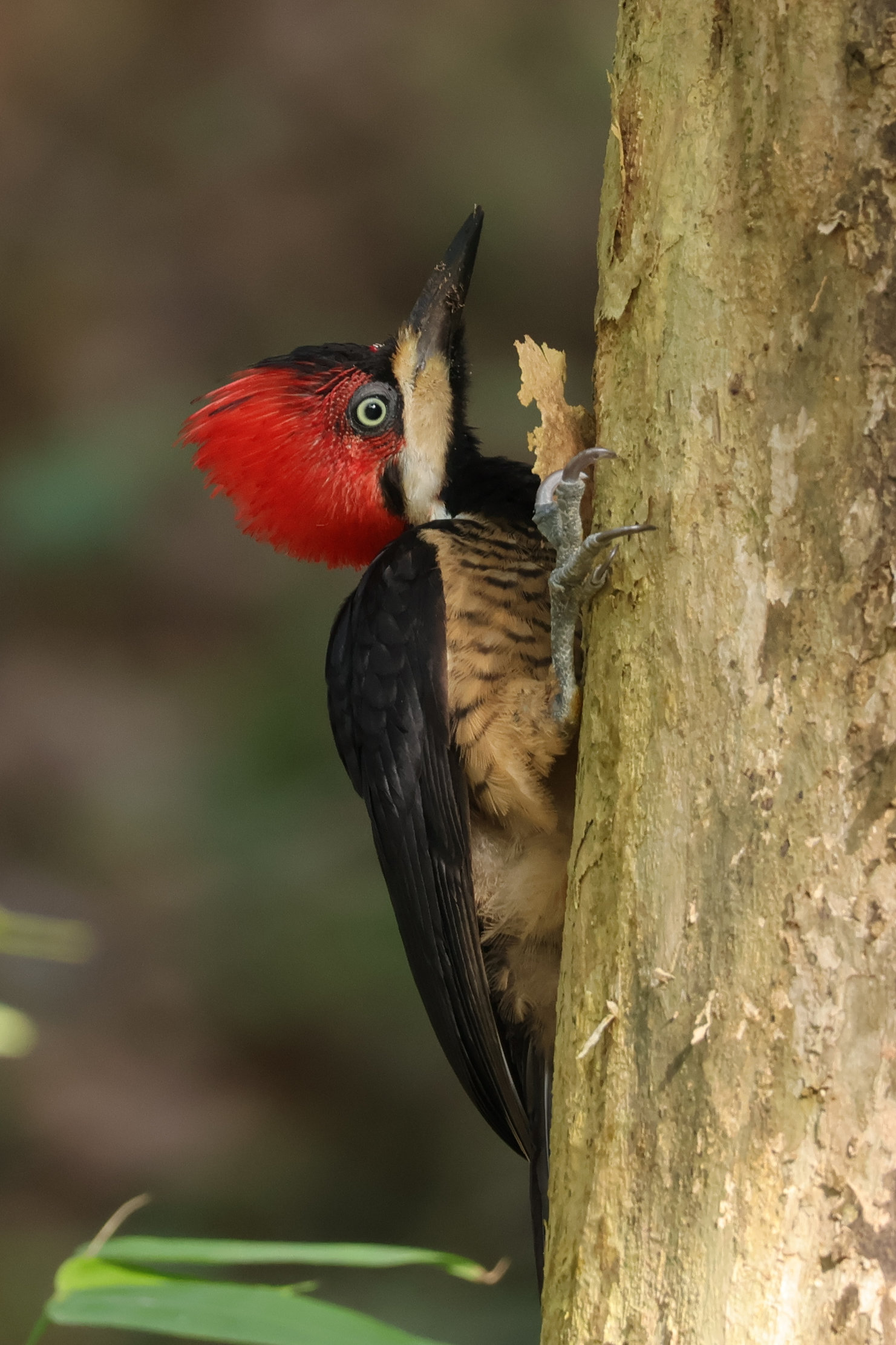 és tojó - Panamaváros