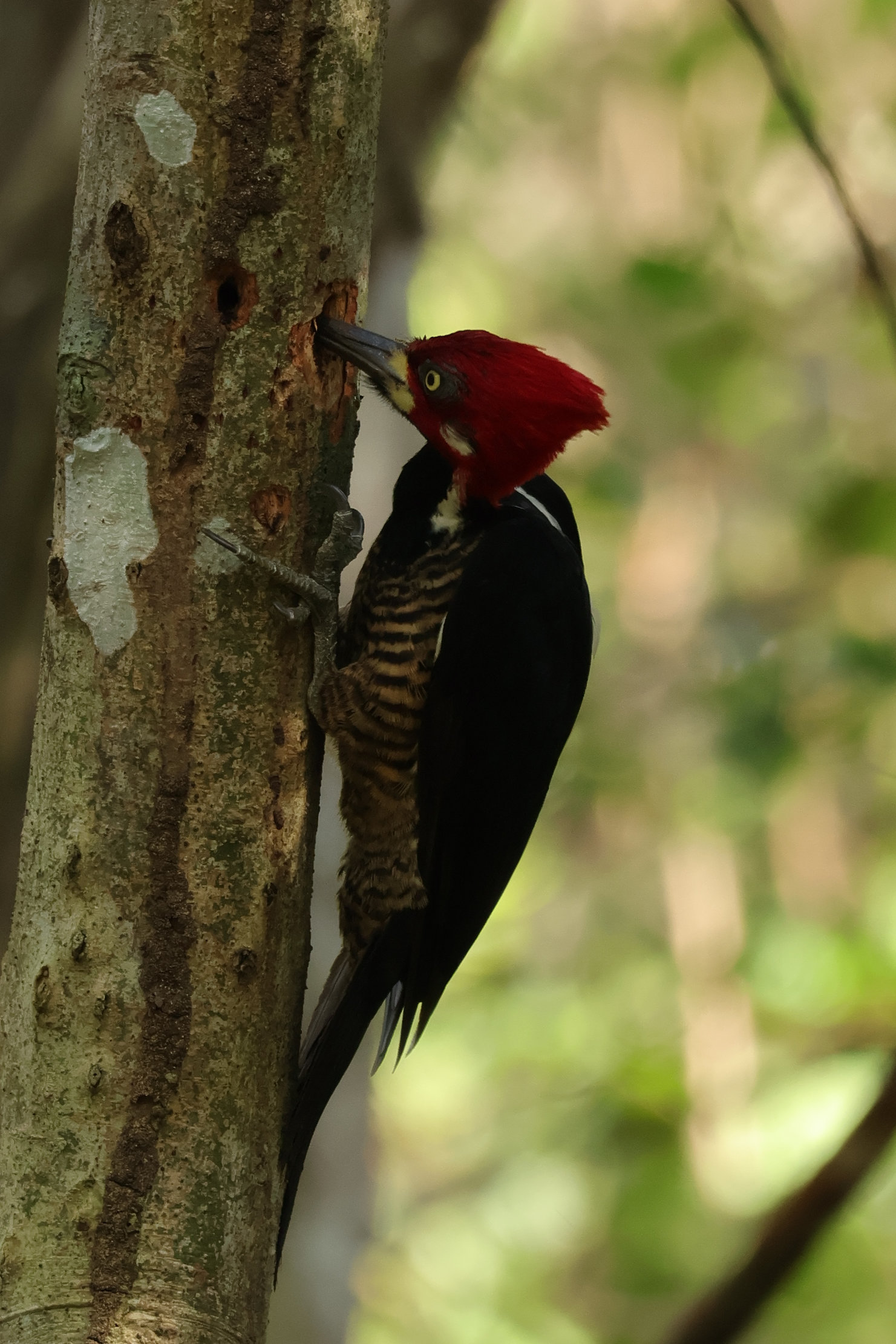 Crimson-crowned Woddpecker hím - Panamaváros