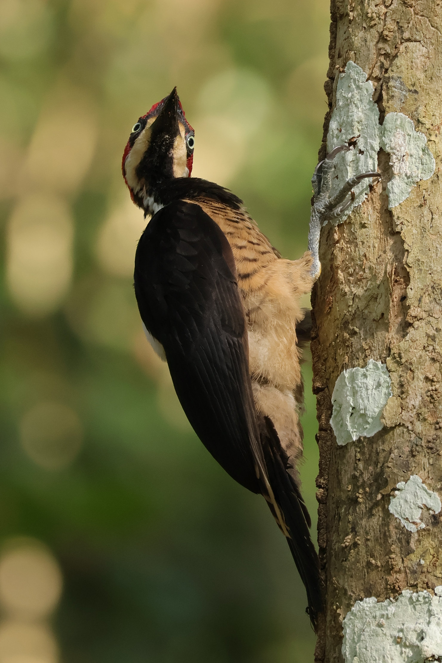 szemből ennek is mókás a feje - Panamaváros