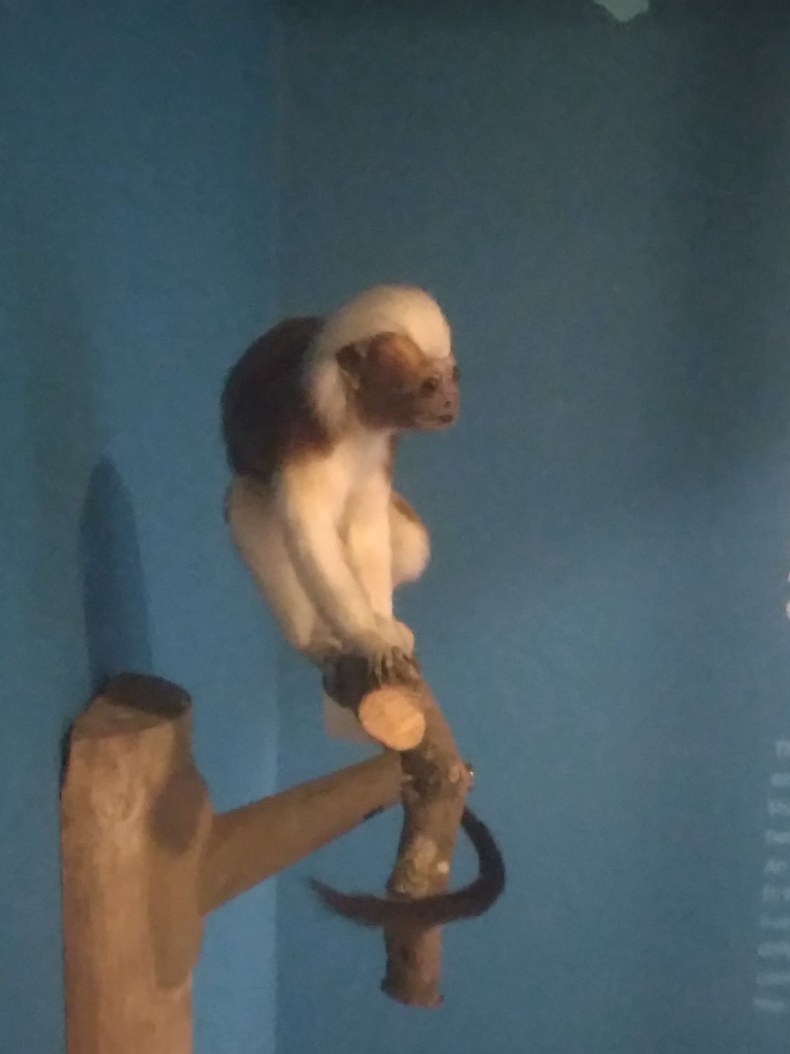 Ha tényleg így néznének ki a majmok, nem mernék belépni az esőerdőbe, de szerintem más se