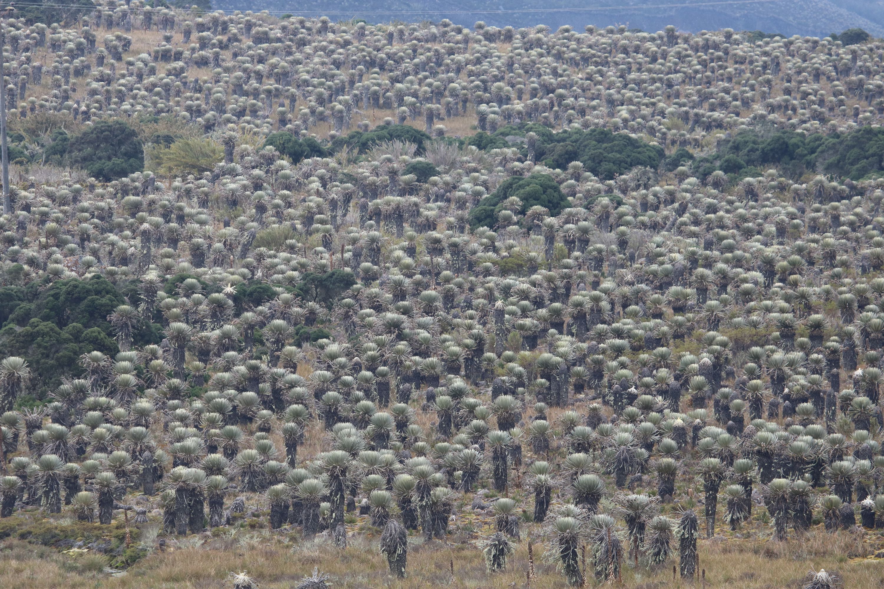 Frailejónok tengere a Sumapaz Nemzeti Parkban