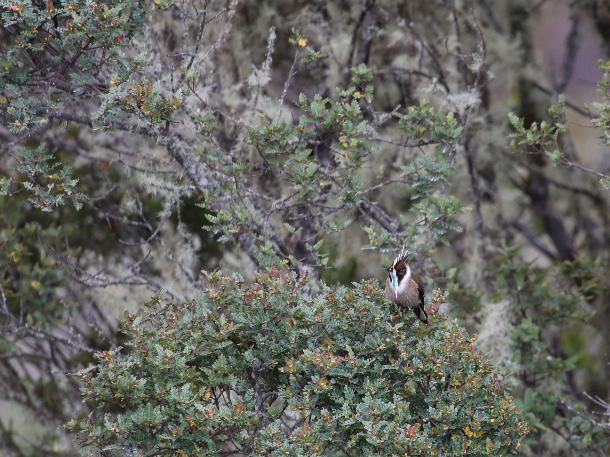 és a sumapaz-i paramo ékköve, a Green-bearded Helmetcrest