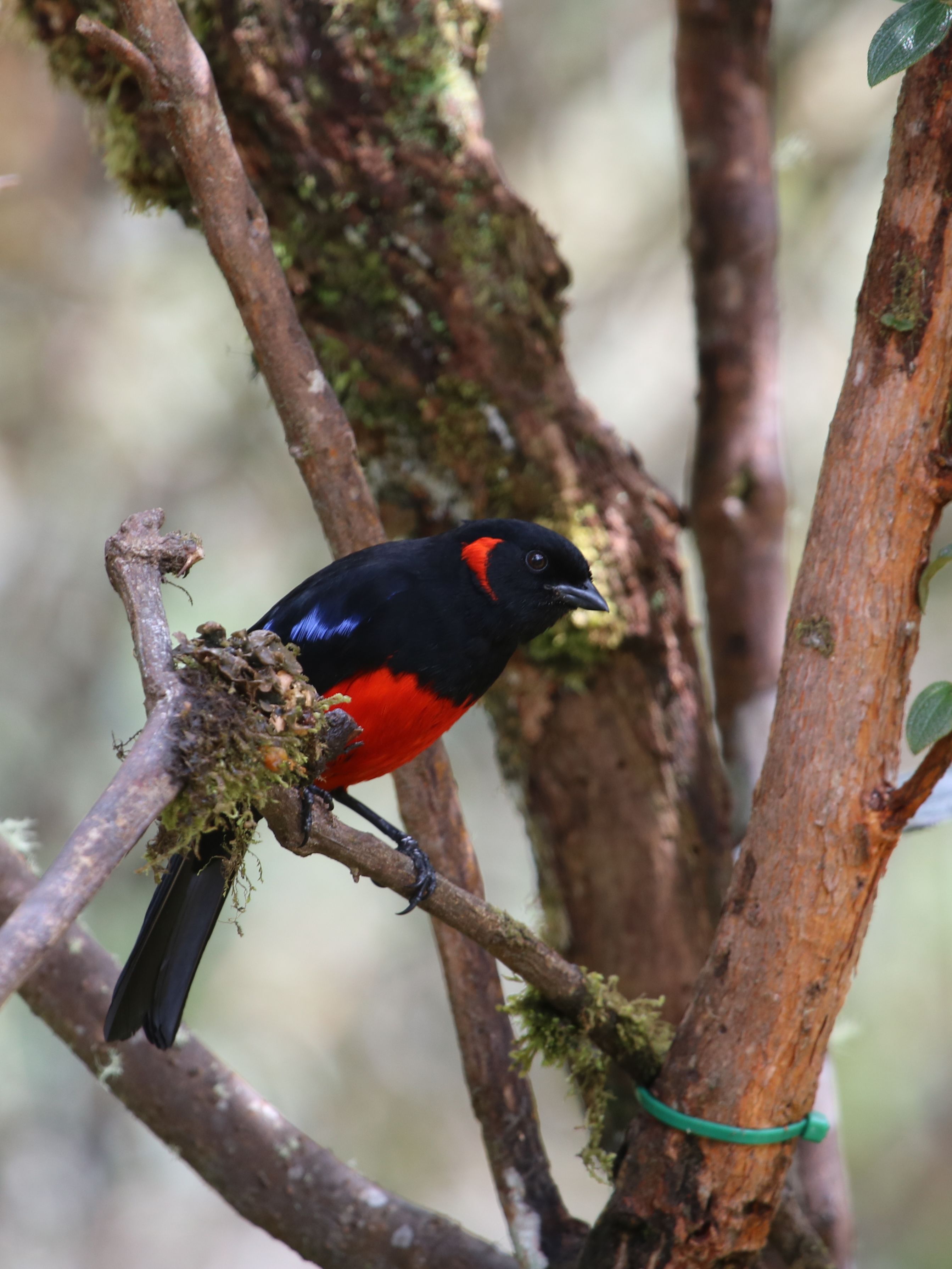A paramón is előfordul a Scarlet-bellied Mountain Tanager