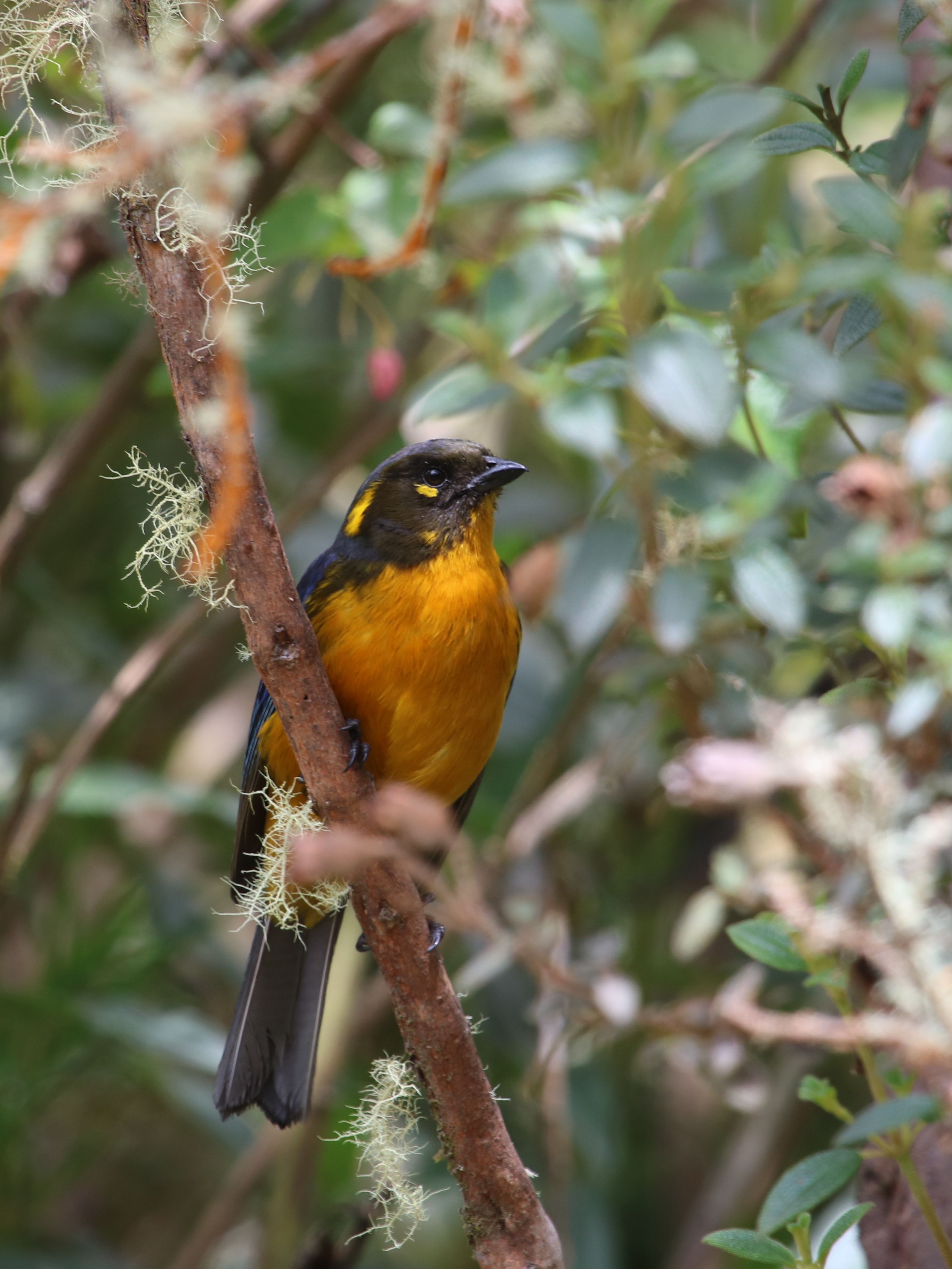 A paramón is előfordul a Lacrimoise Mountain Tanager