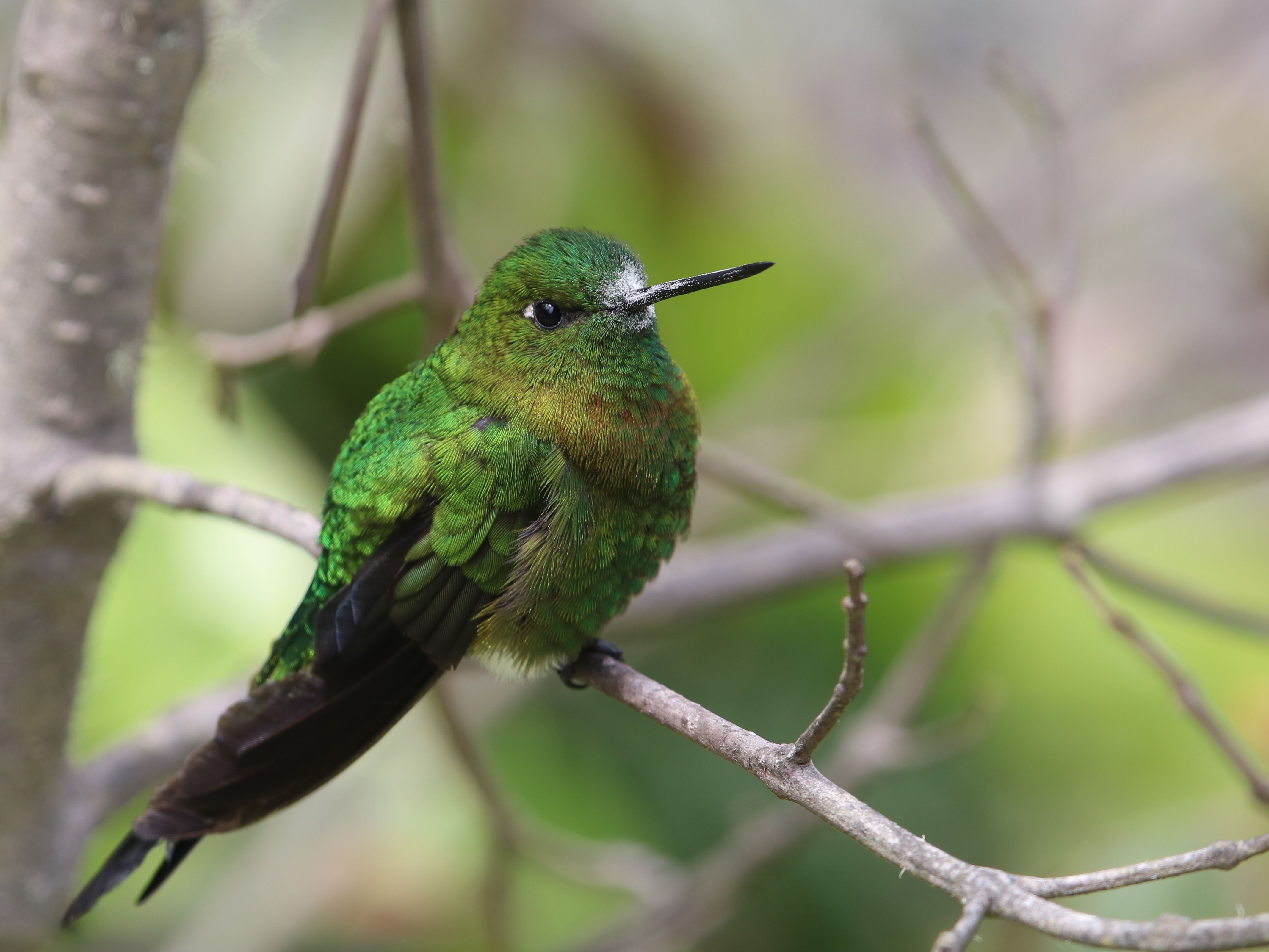 Golden-breasted Puffleg kiadós lakoma után