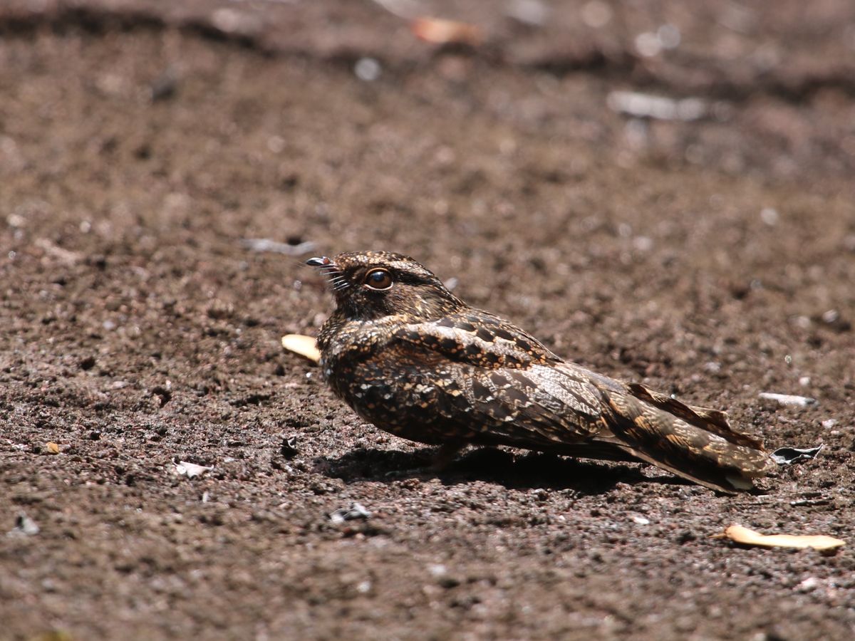 A kevés fotózható madár közül az egyik, az alapvetően éjszakai életmódot élő Blackish Nightjar