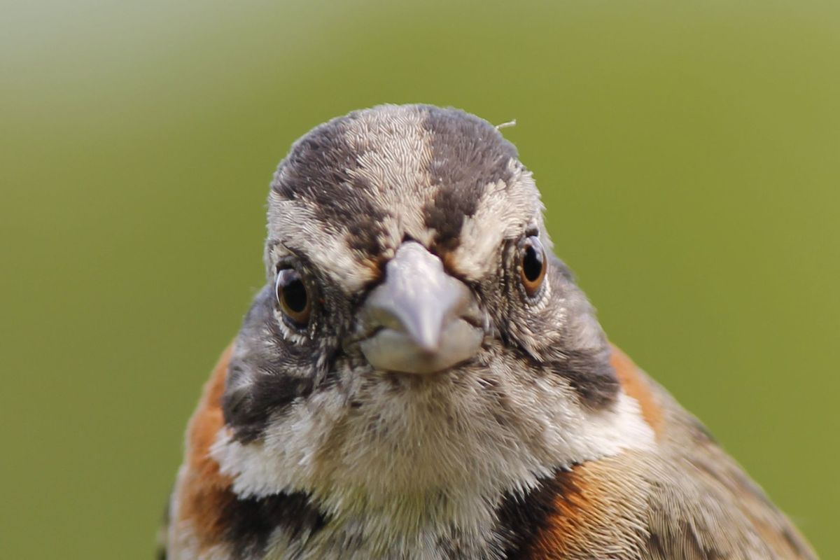 Pablo, a Rufous-collared Sparrow