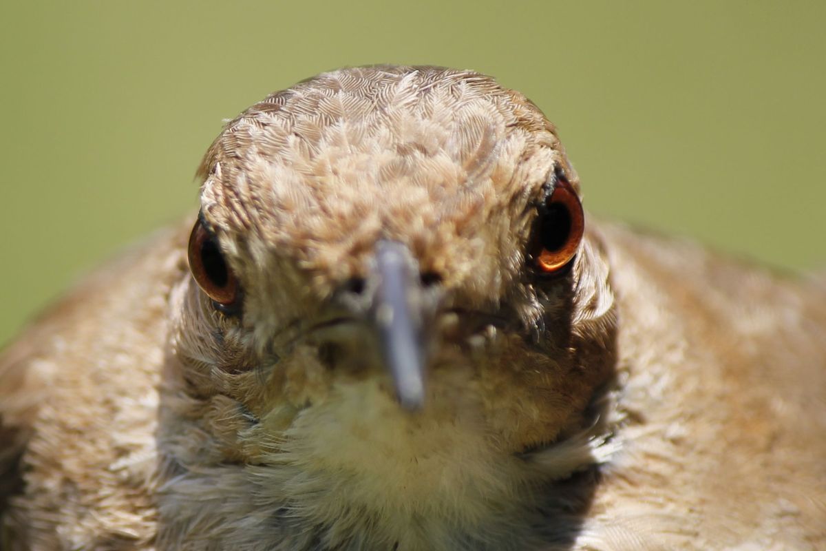 Morcos tekintetű Rufous Hornero