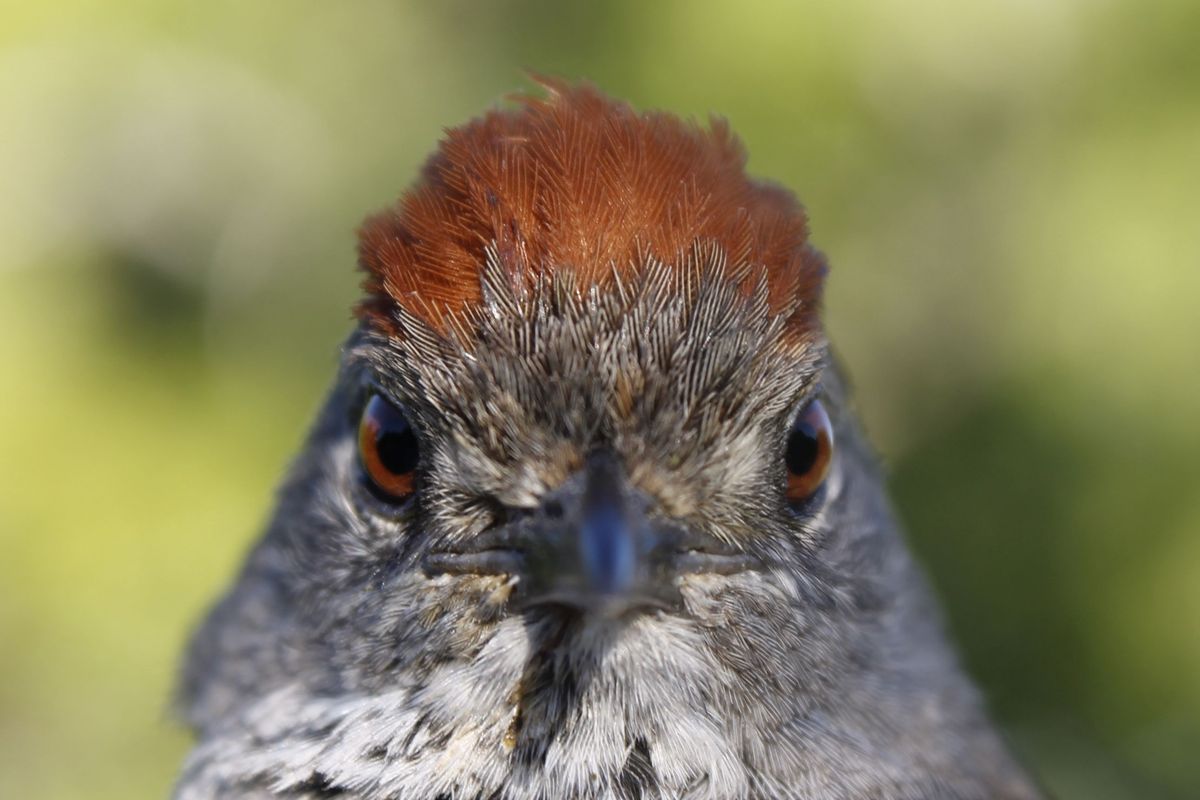 Sooty-fronted Spinetail