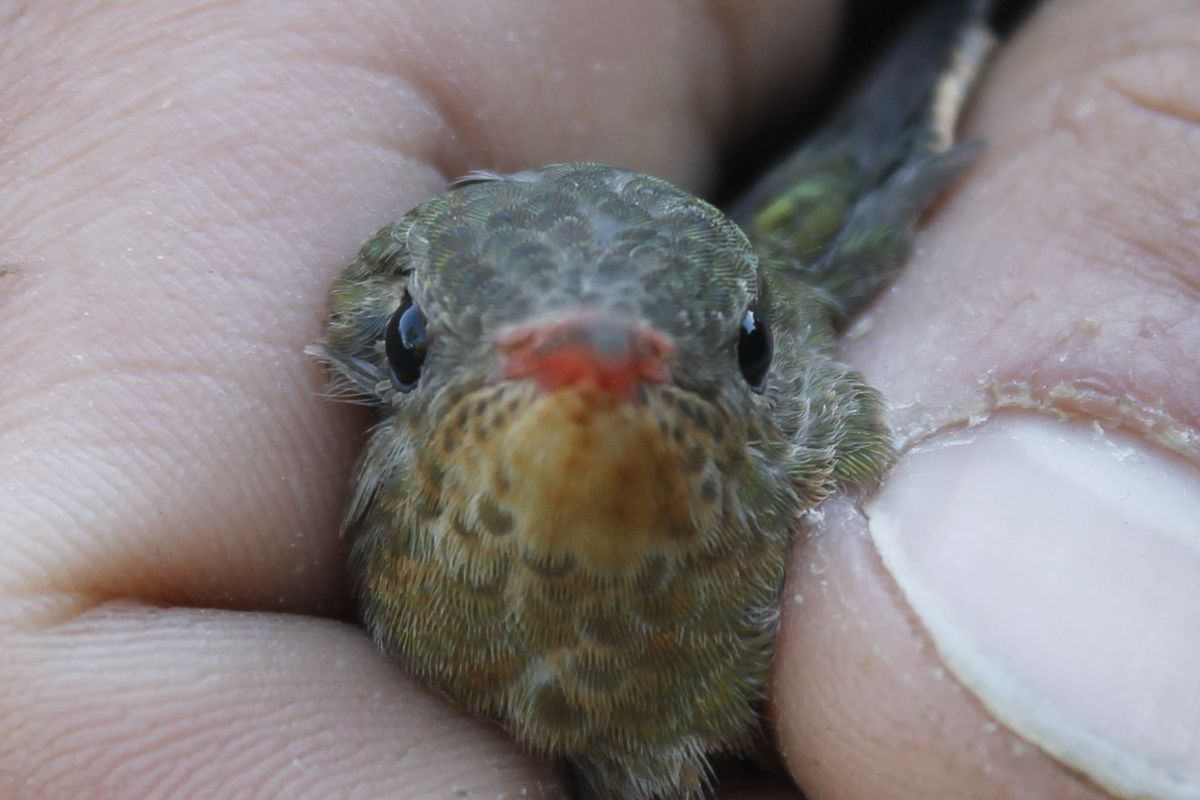 Glittering Emerald, egy nagyon kicsi kolibri egy olyan kolléga kezében, akire ráférne egy pedikűr
