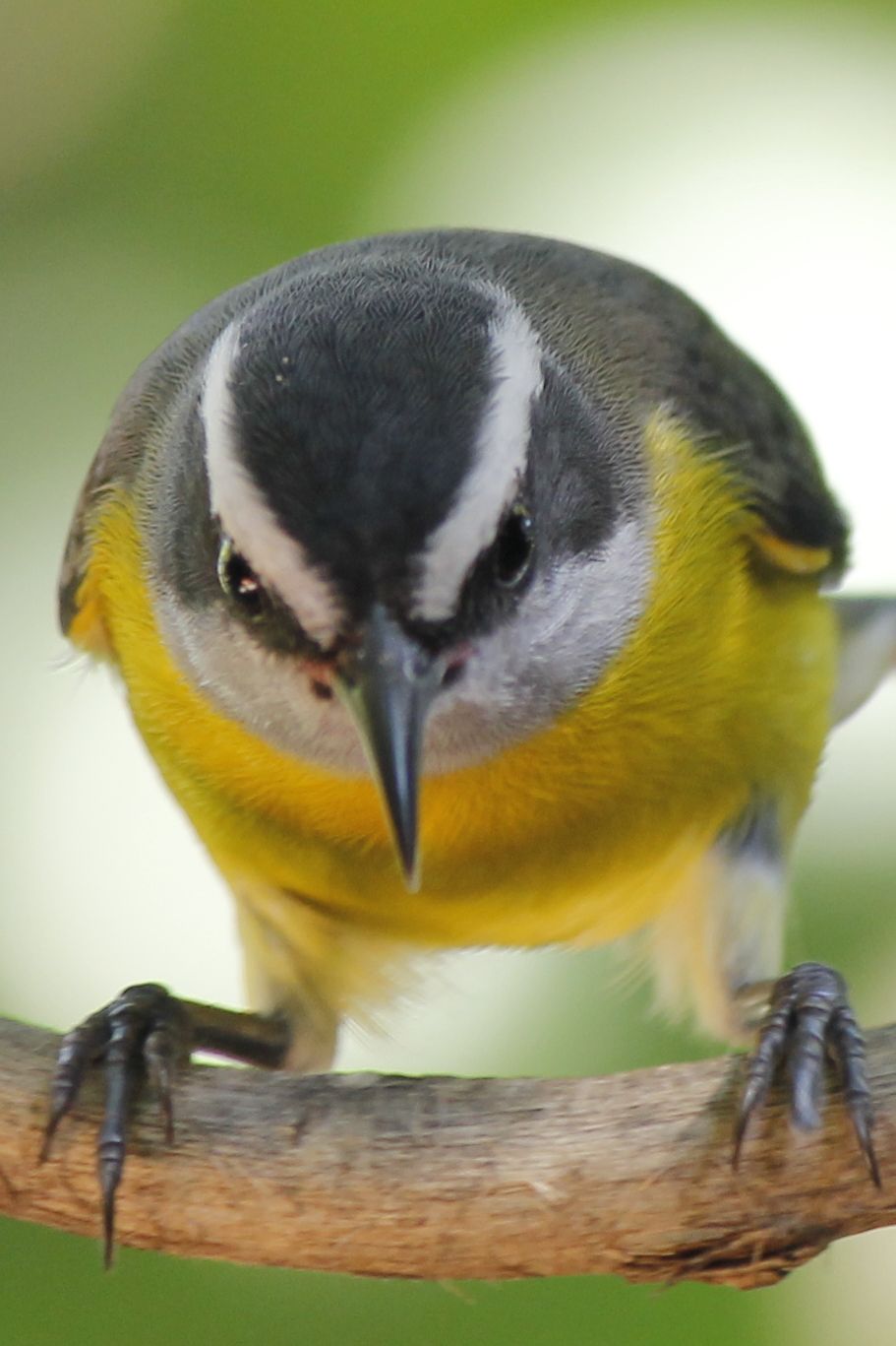 Banánhajó, azaz Bananaquit