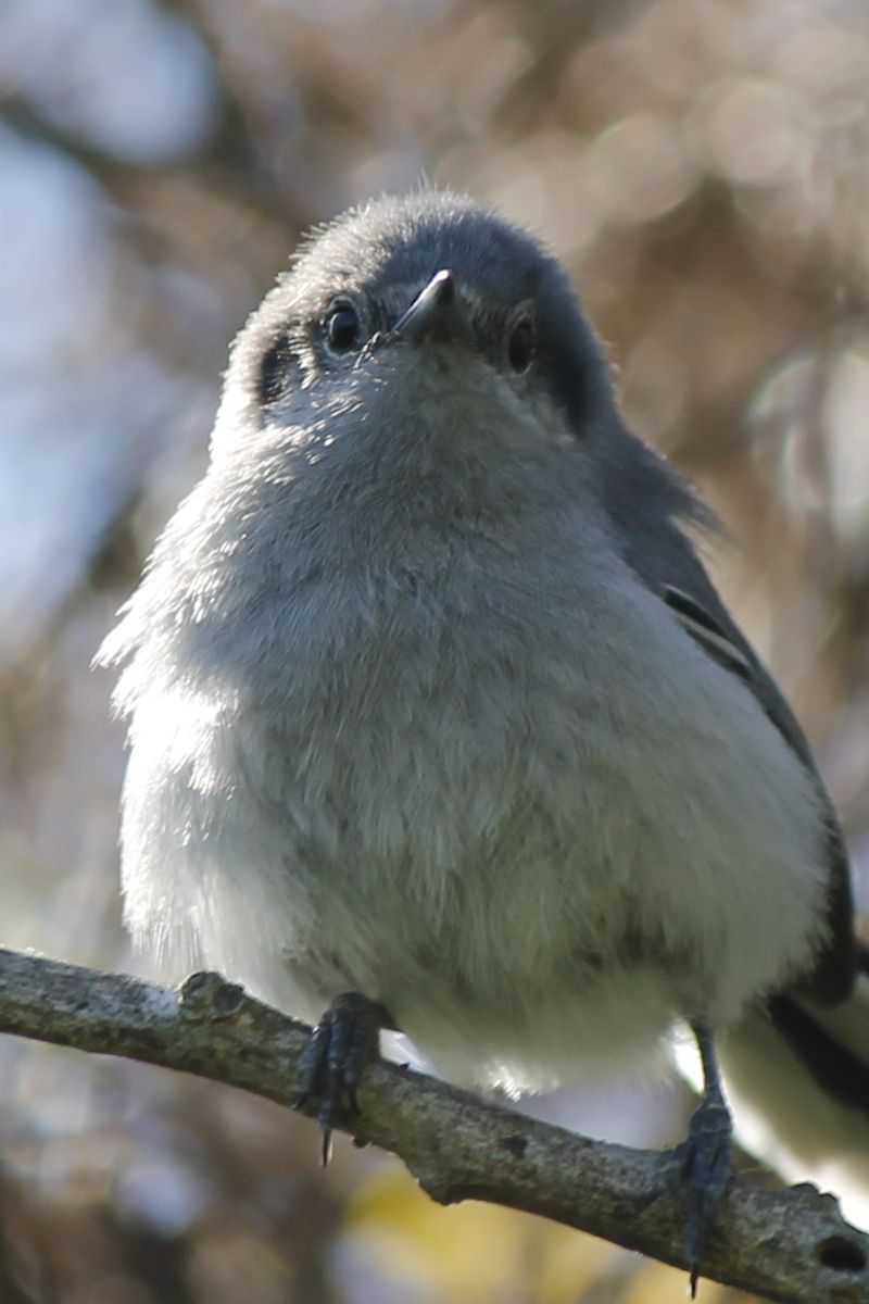 Masked Gnatcatcher