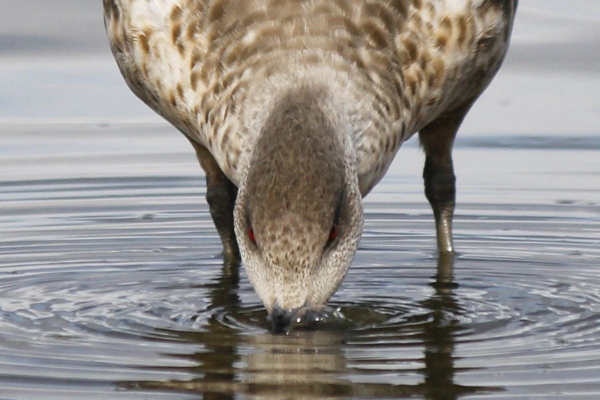 A méregtől izzó szemű Crested Duck vízbe bugyborékol amíg eldönti, hogy támadjon-e