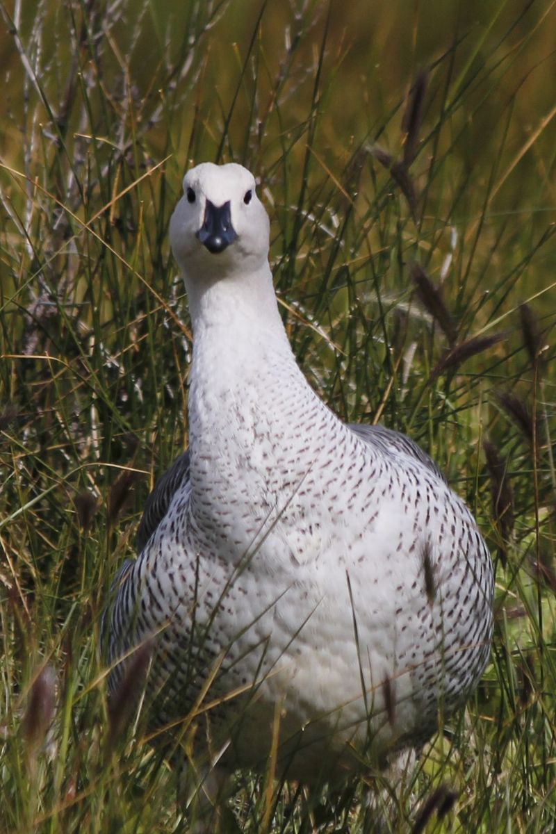 Upland Goose