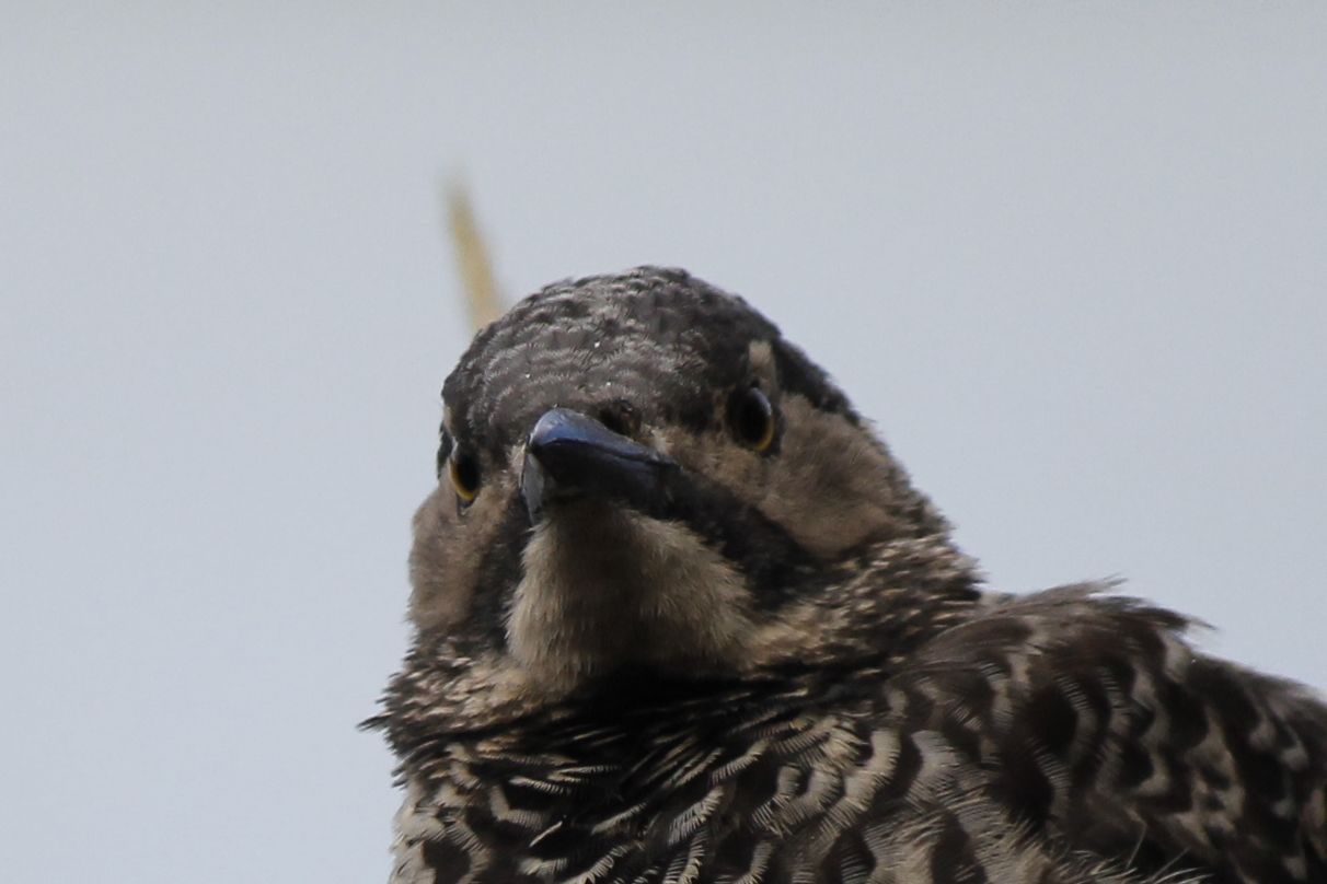 Chilean Flicker