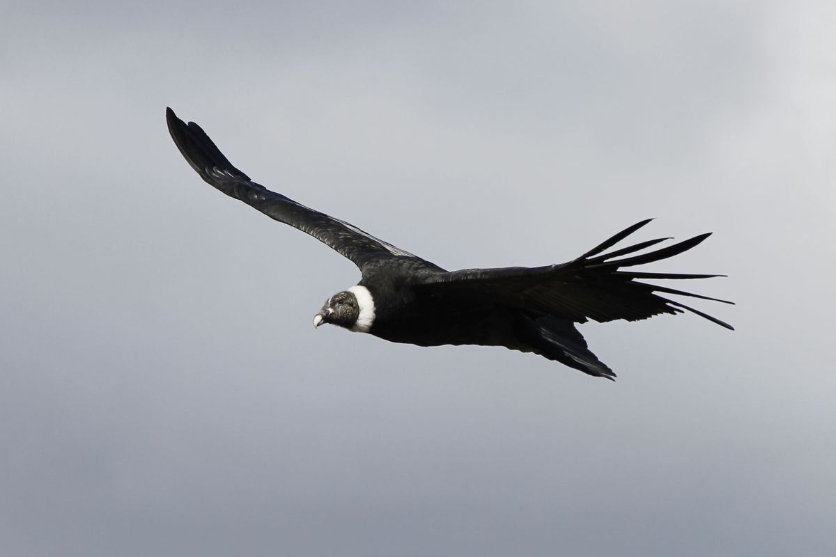 Andean Condor