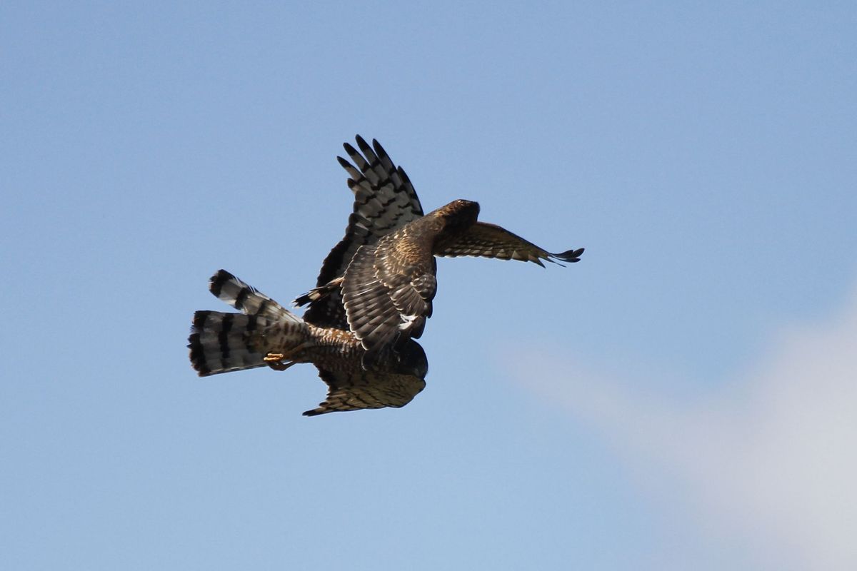 Nem tudom mi történik - Cinereous Harrier